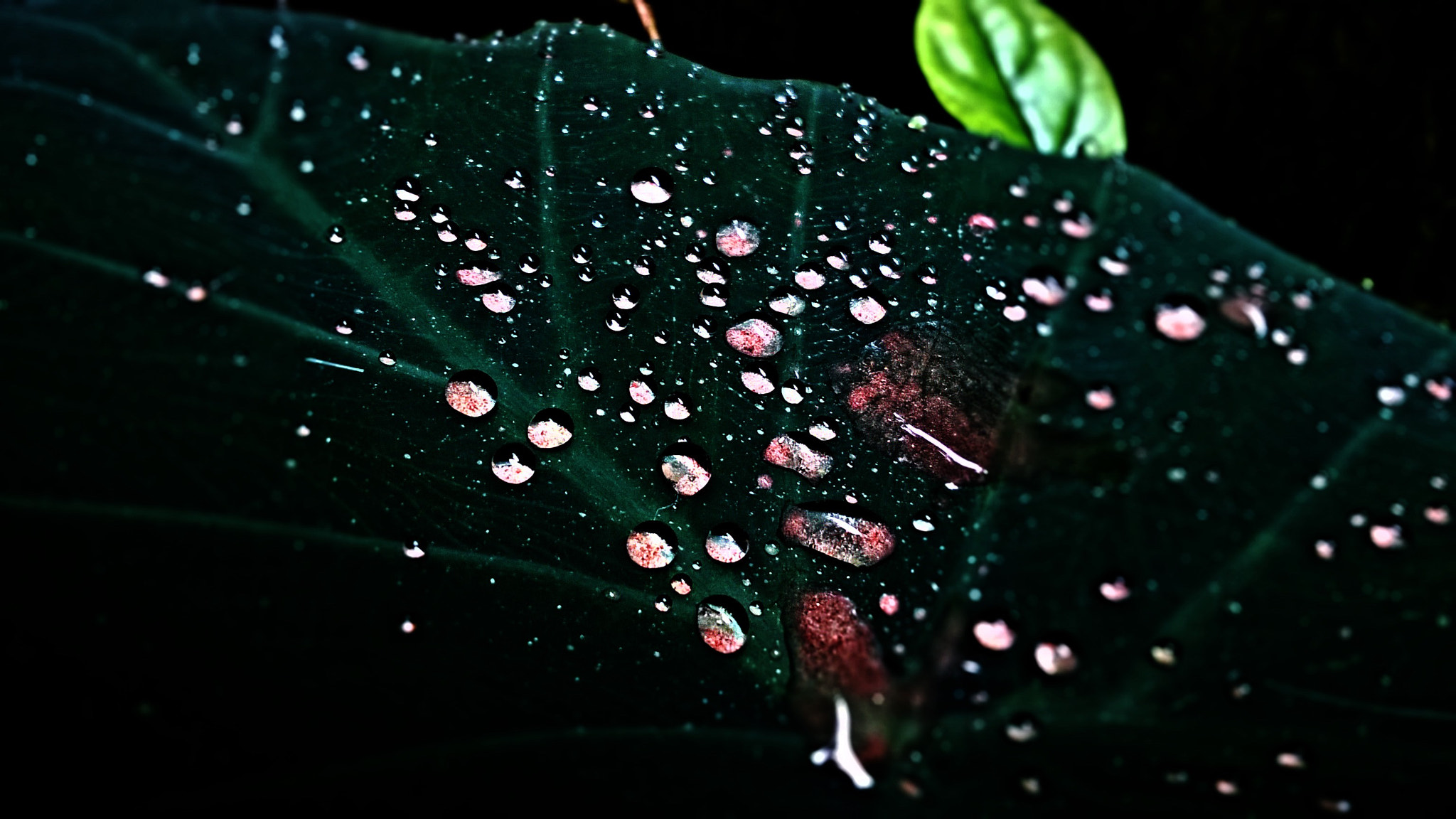 Nokia Lumia 730 Dual SIM sample photo. Drops on leaves photography