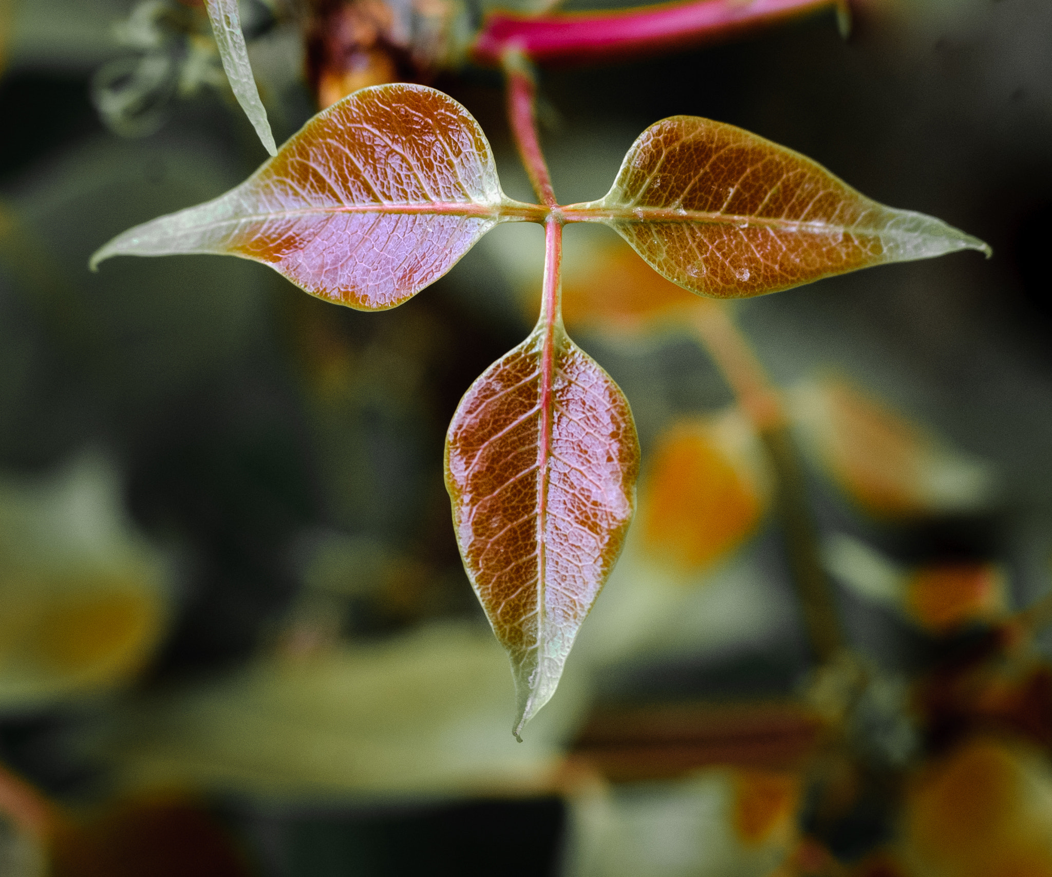 Nikon D40X sample photo. Tender leaves - a series photography