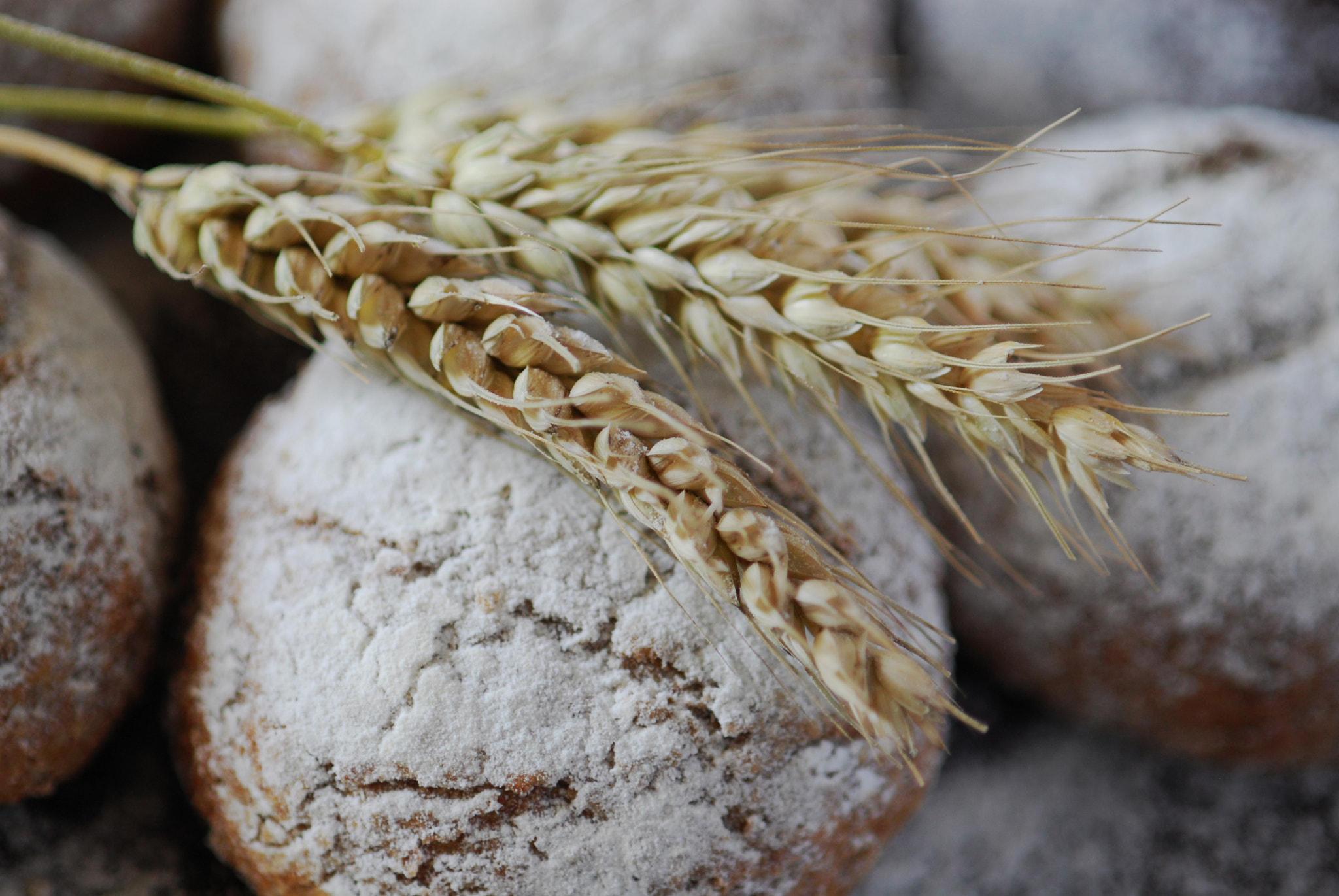 Nikon D200 + Nikon AF-S Micro-Nikkor 105mm F2.8G IF-ED VR sample photo. Organic homemade whole wheat bread photography