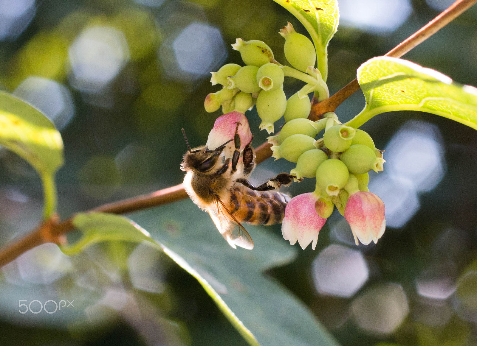 Canon EOS 70D + Canon EF 50mm F2.5 Macro sample photo. Bee and honeycomb bokeh photography