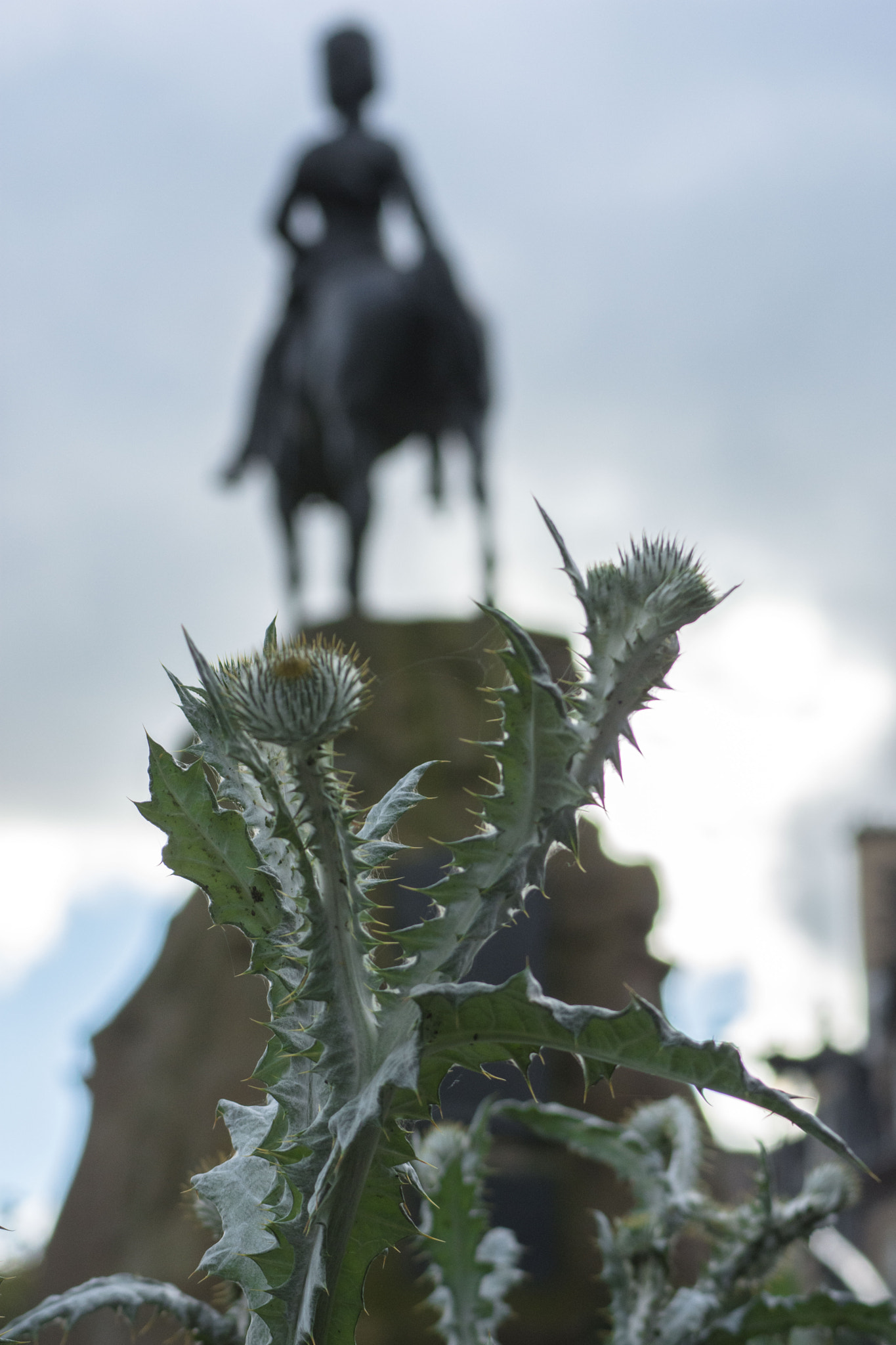 AF Zoom-Nikkor 80-200mm f/4.5-5.6D sample photo. The flower of scotland photography