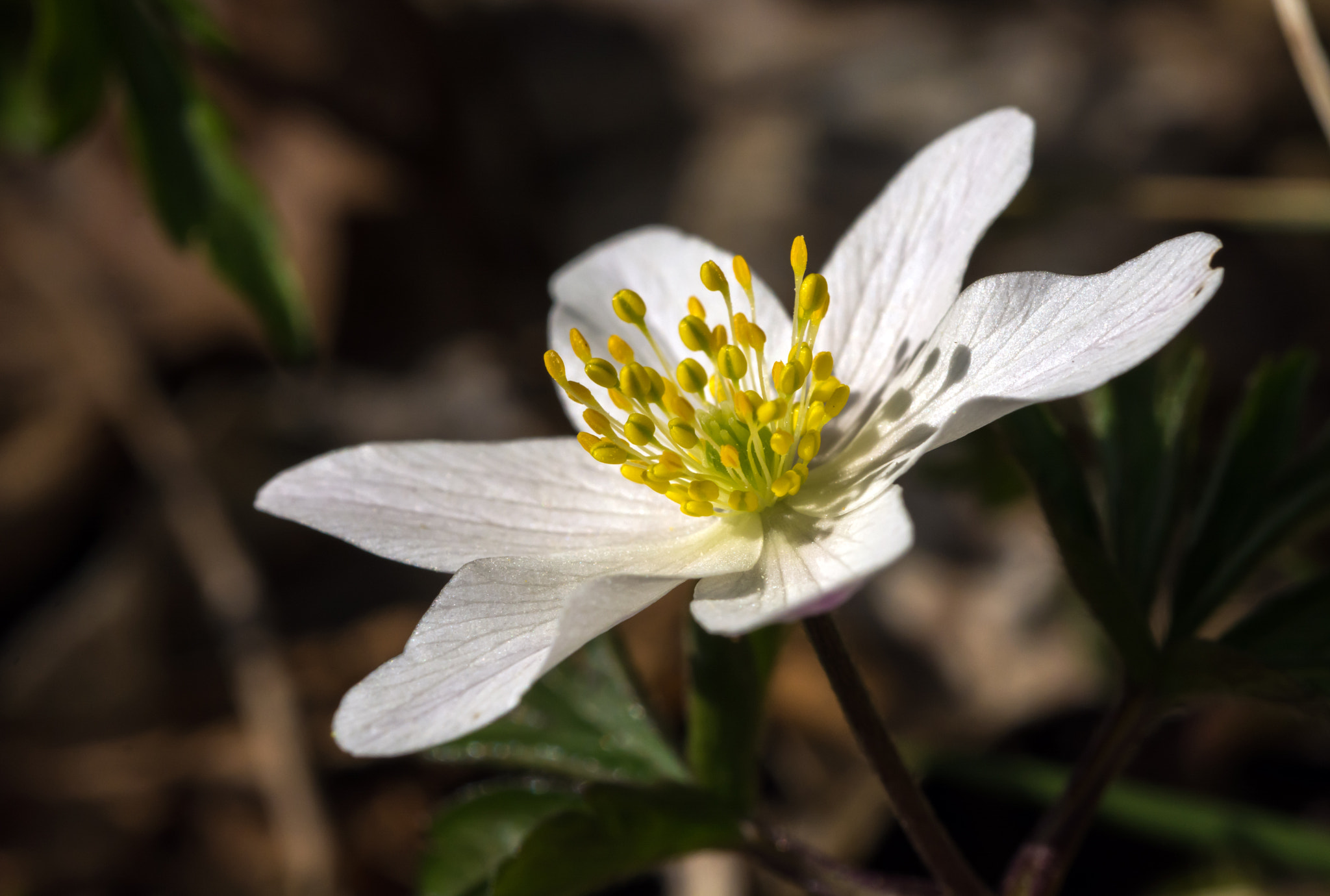 Nikon D7100 + AF Micro-Nikkor 60mm f/2.8 sample photo. Natures satellite dish? photography