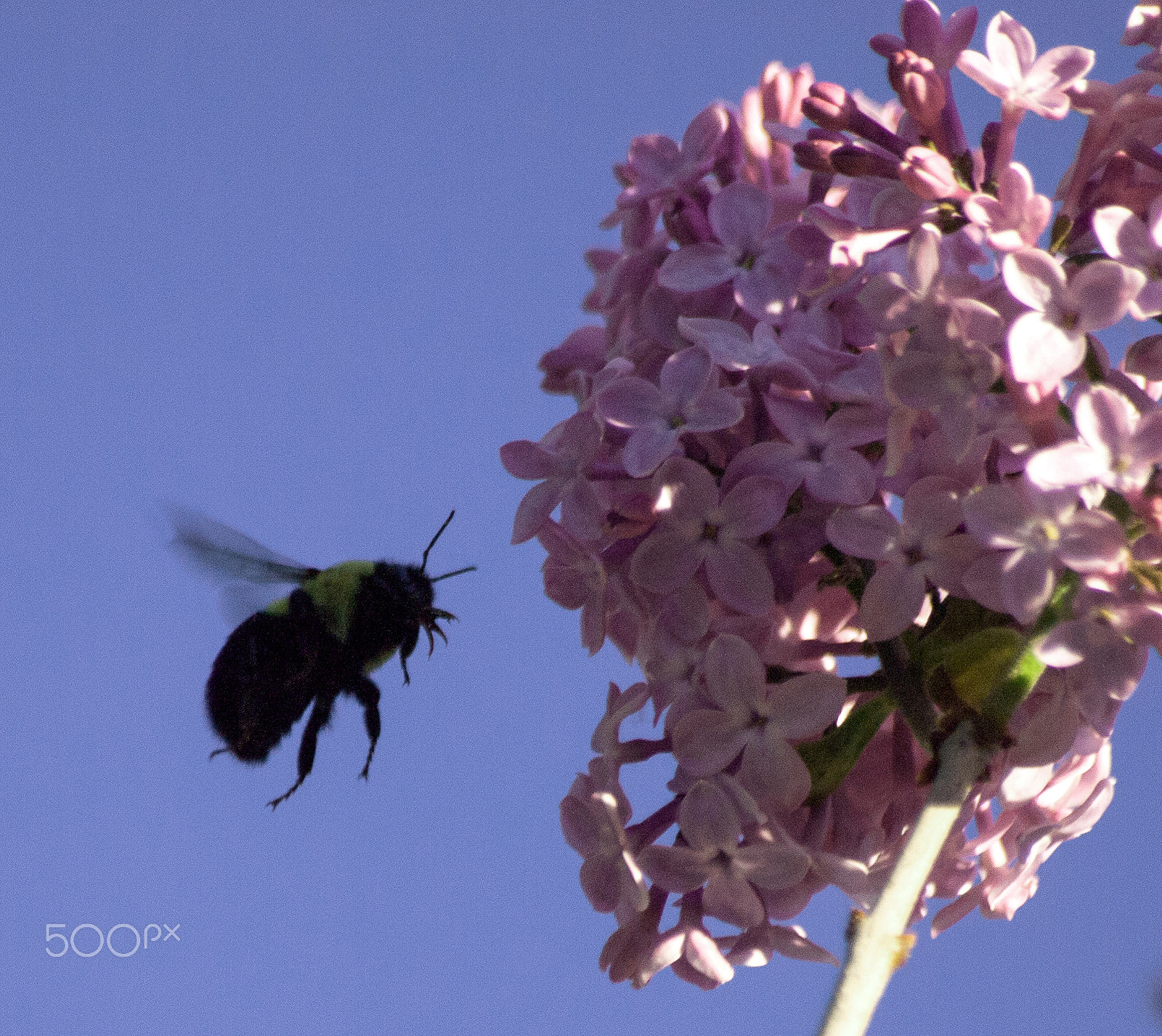 Olympus Zuiko Digital ED 70-300mm F4.0-5.6 sample photo. Bee landing strip photography
