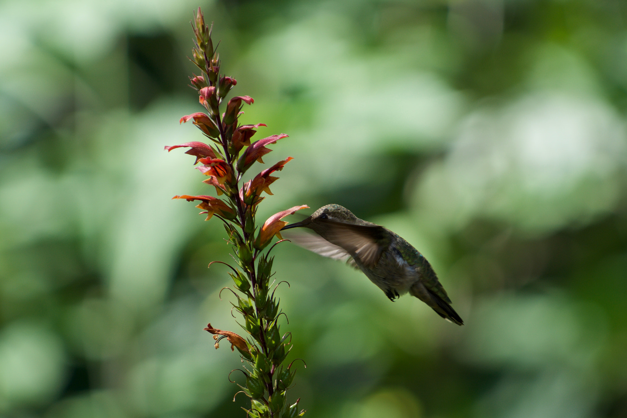 Sony a6000 + Sony FE 70-200mm F4 G OSS sample photo. Hummingbird breakfast photography