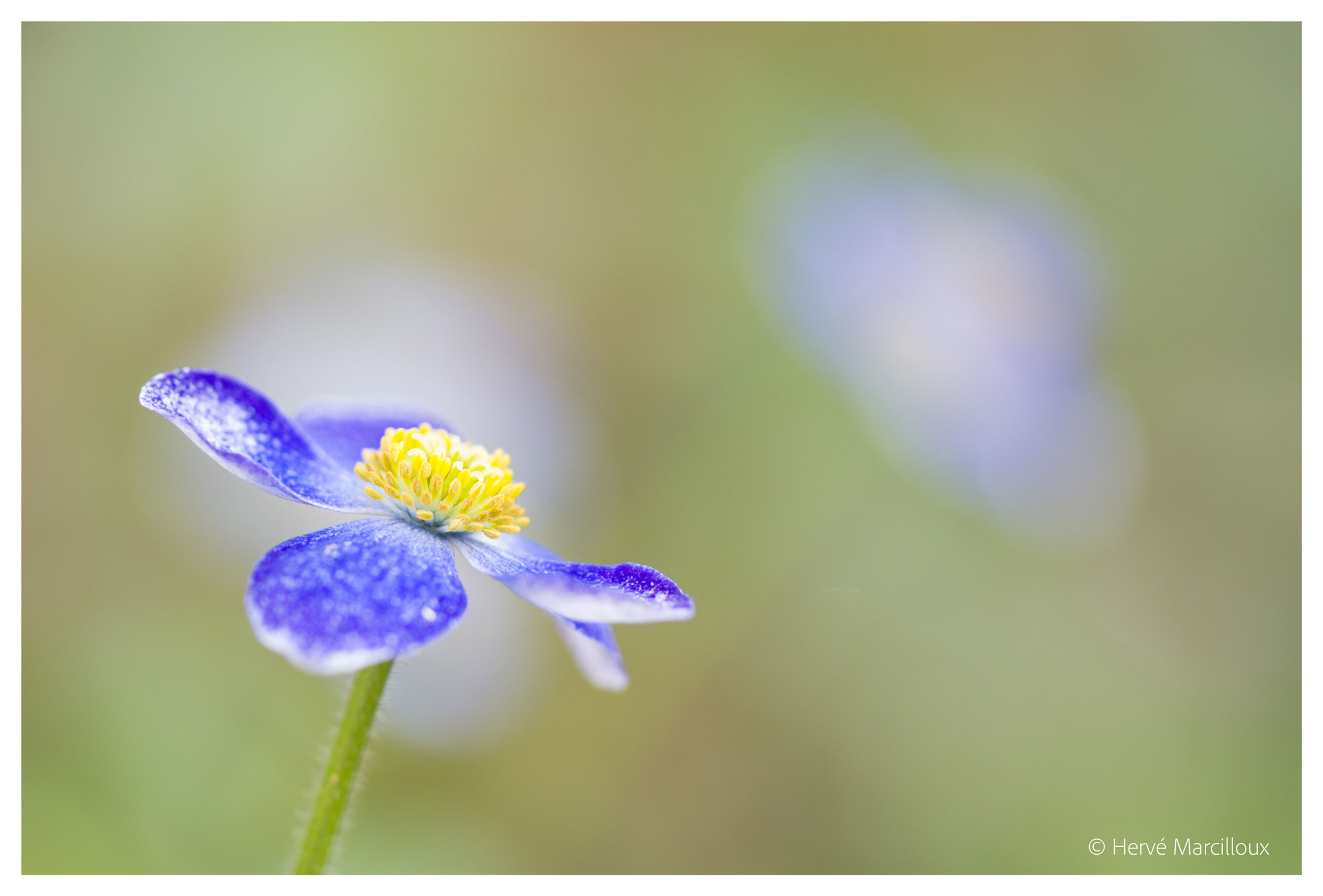 Sony SLT-A77 + 105mm F2.8 sample photo. Blue & yellow photography