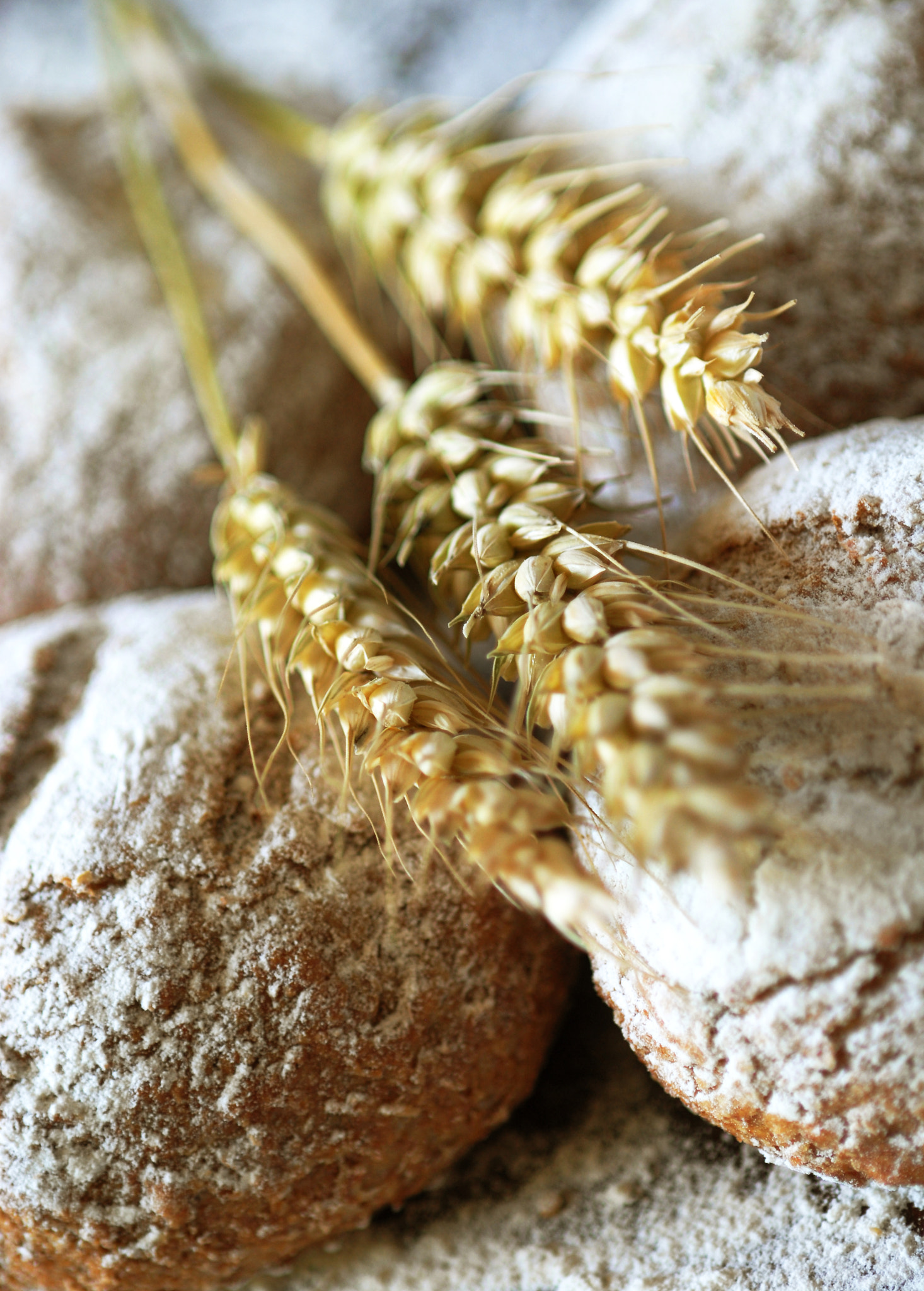 Nikon D200 + Nikon AF-S Micro-Nikkor 105mm F2.8G IF-ED VR sample photo. Organic bread with cereals and wheat photography