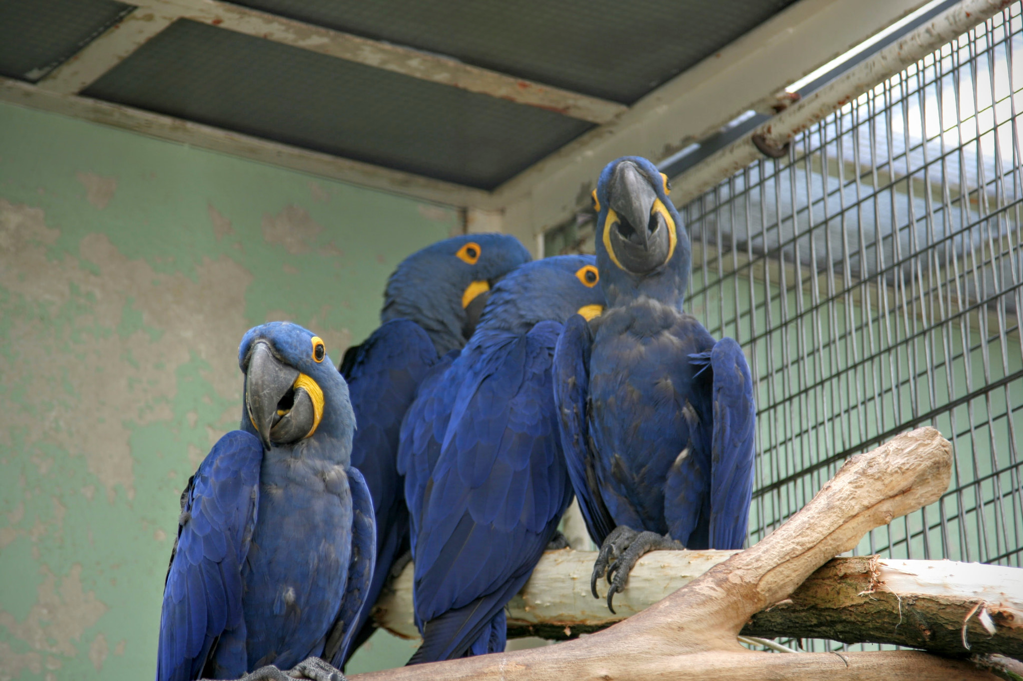 Canon EOS 400D (EOS Digital Rebel XTi / EOS Kiss Digital X) sample photo. Gossiping parrots photography