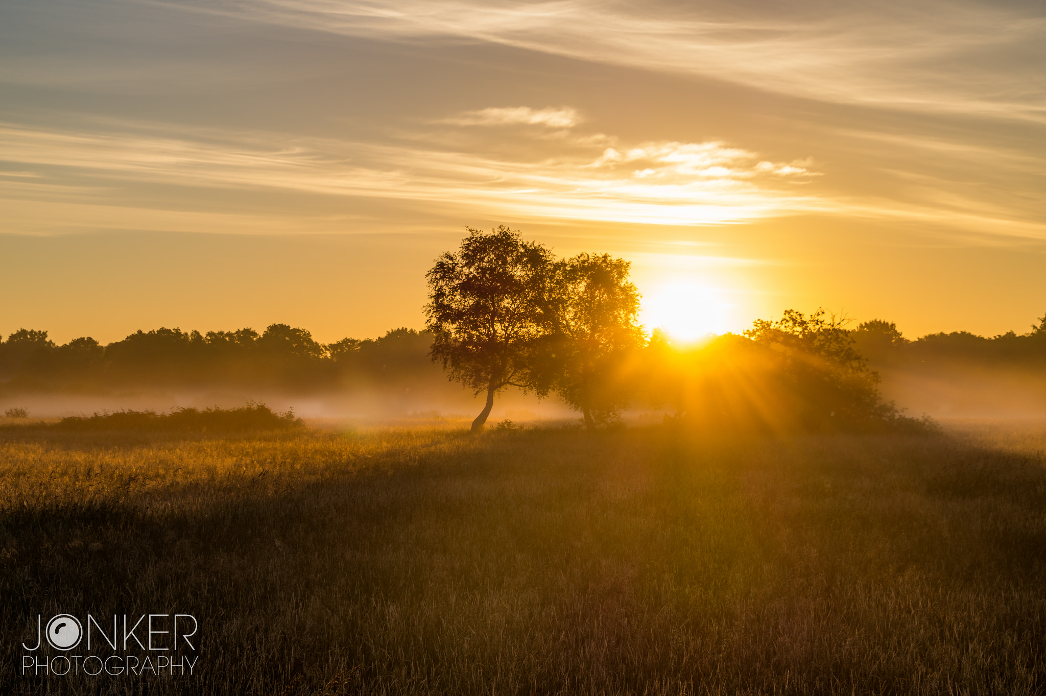 Tamron 18-270mm F3.5-6.3 Di II PZD sample photo. Tree of light photography