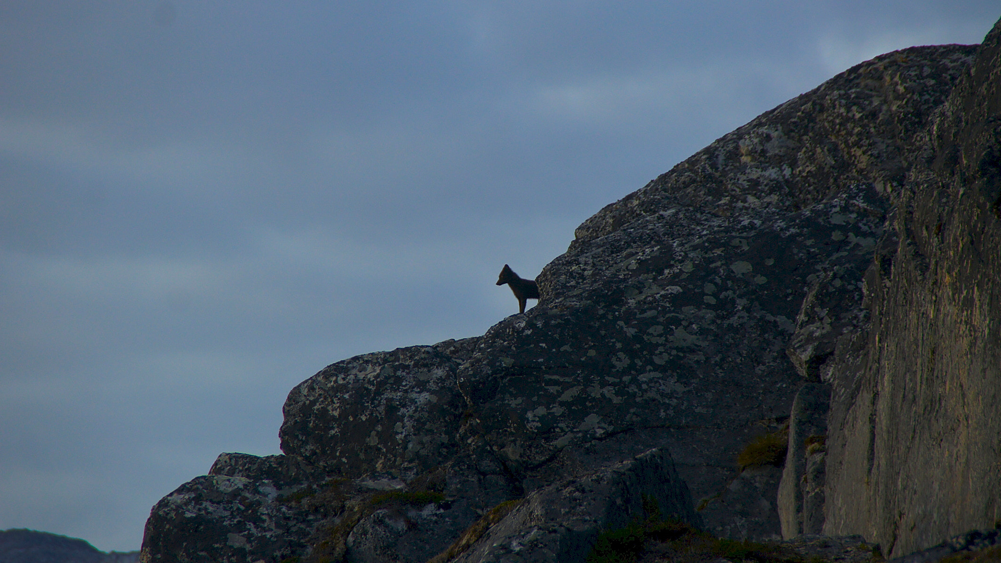 Sony Alpha DSLR-A500 sample photo. Arctic fox photography