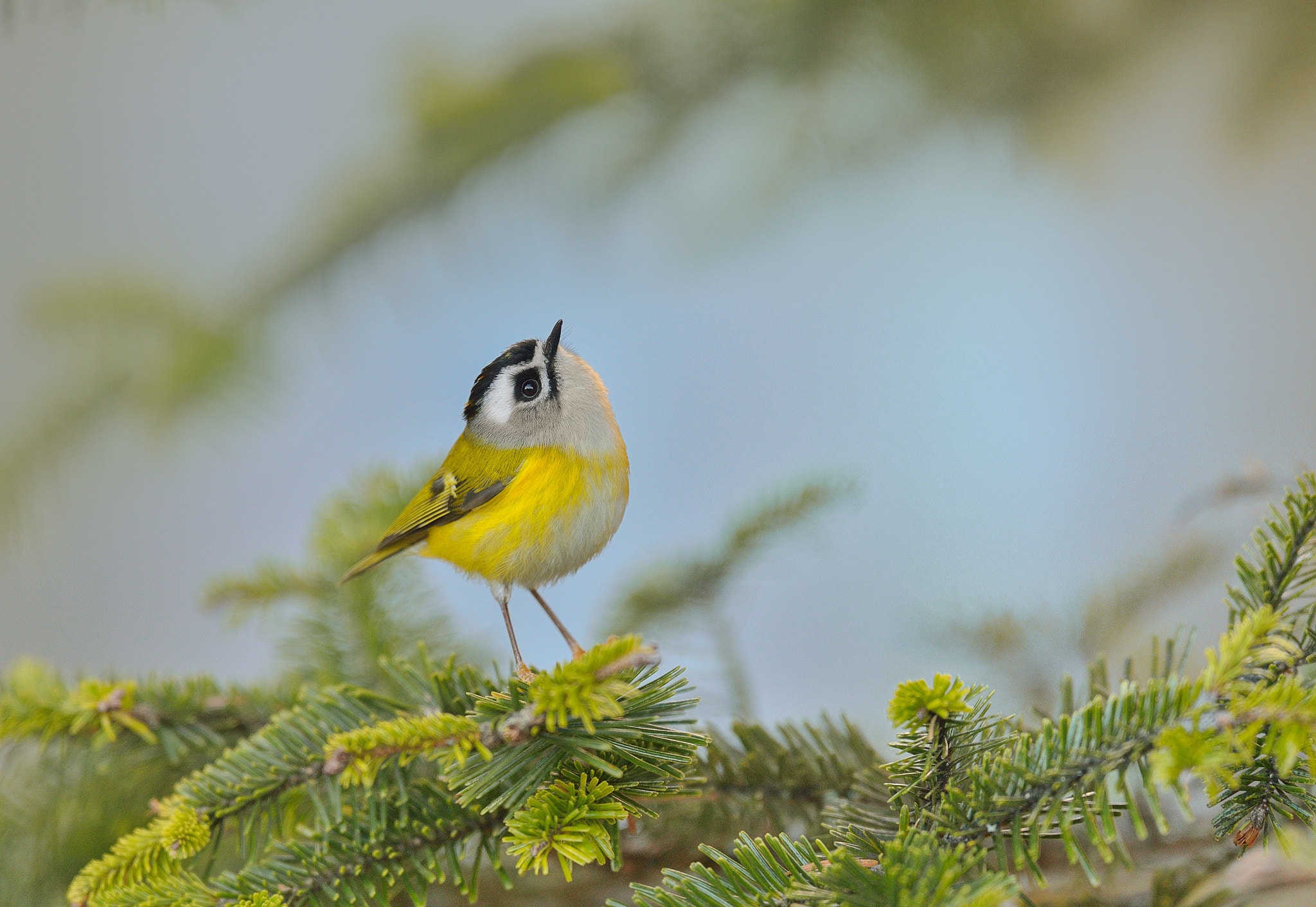 Nikon AF-S Nikkor 400mm F2.8G ED VR II sample photo