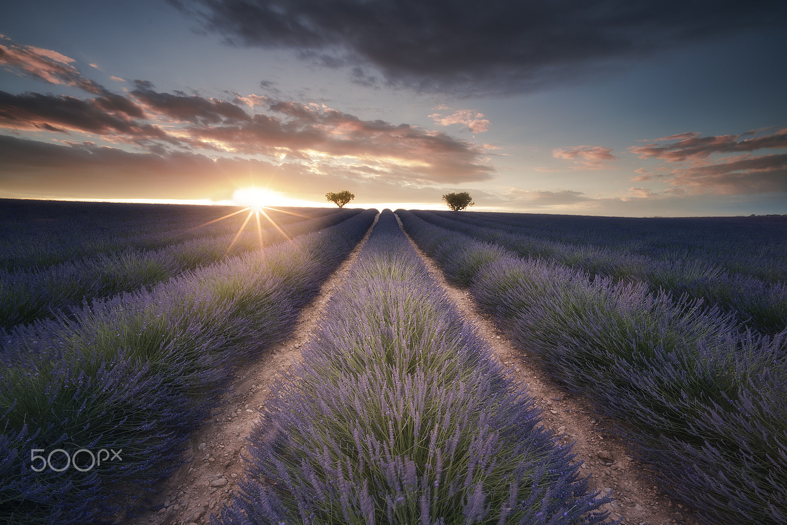 Sony a7R II + Voigtlander SUPER WIDE-HELIAR 15mm F4.5 III sample photo. Valensole sunset photography