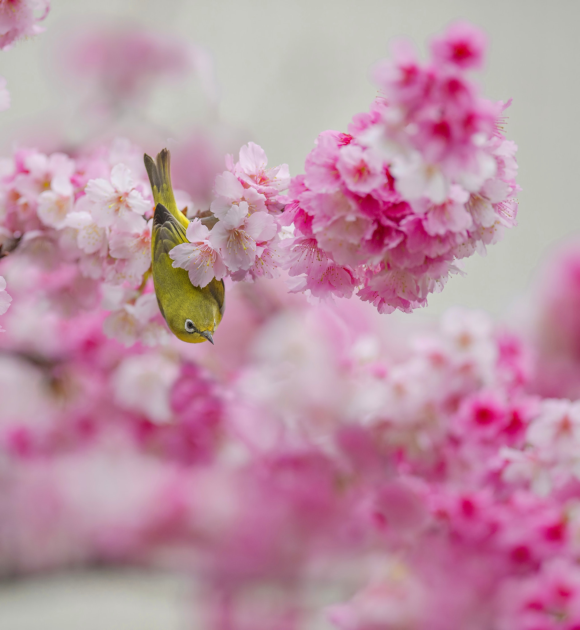 Nikon AF-S Nikkor 400mm F2.8G ED VR II sample photo
