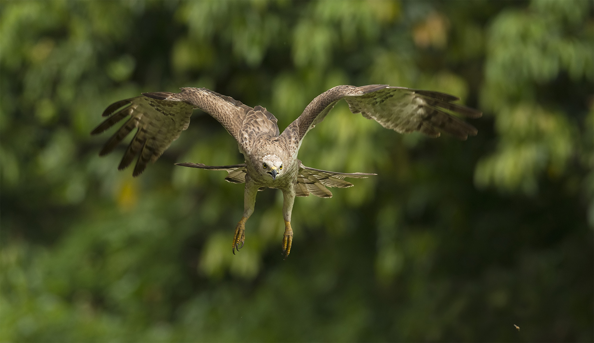 Nikon AF-S Nikkor 400mm F2.8G ED VR II sample photo