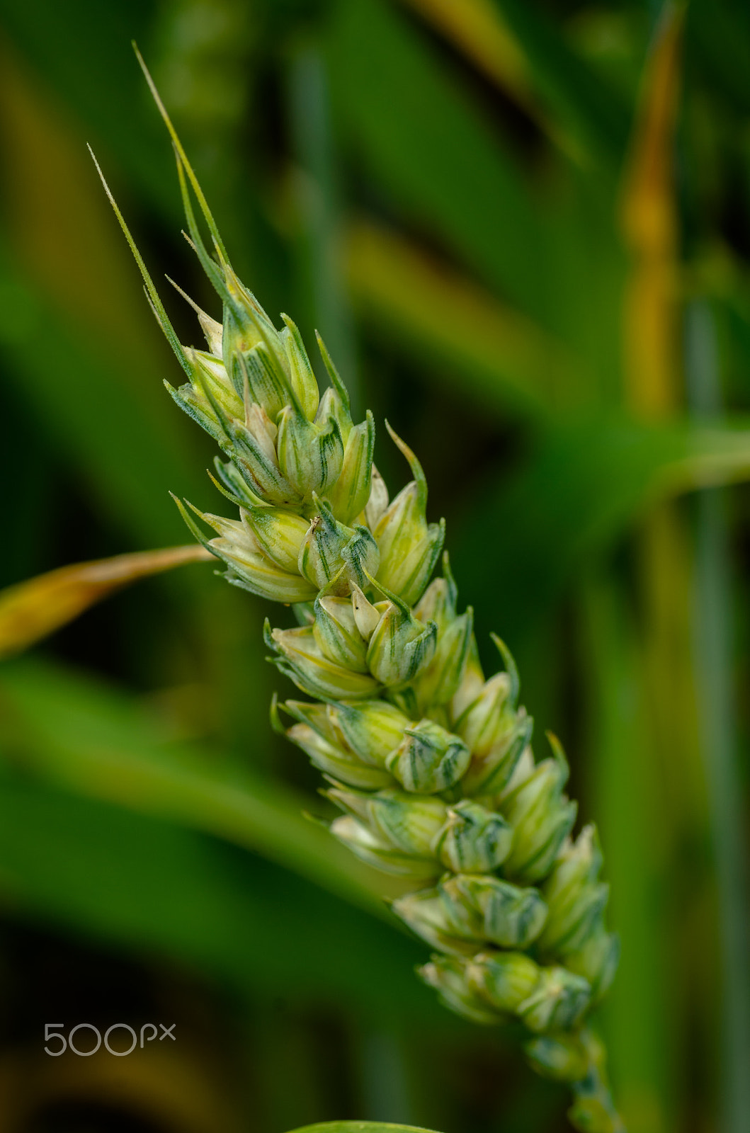 Nikon D7000 + Tamron SP 90mm F2.8 Di VC USD 1:1 Macro sample photo. Corn fields photography