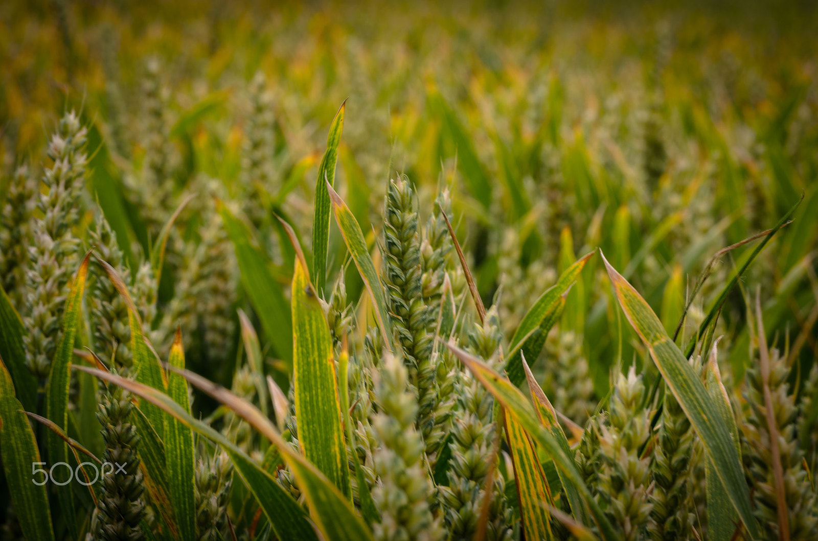 Nikon D7000 + Tamron SP 90mm F2.8 Di VC USD 1:1 Macro sample photo. Corn fields photography