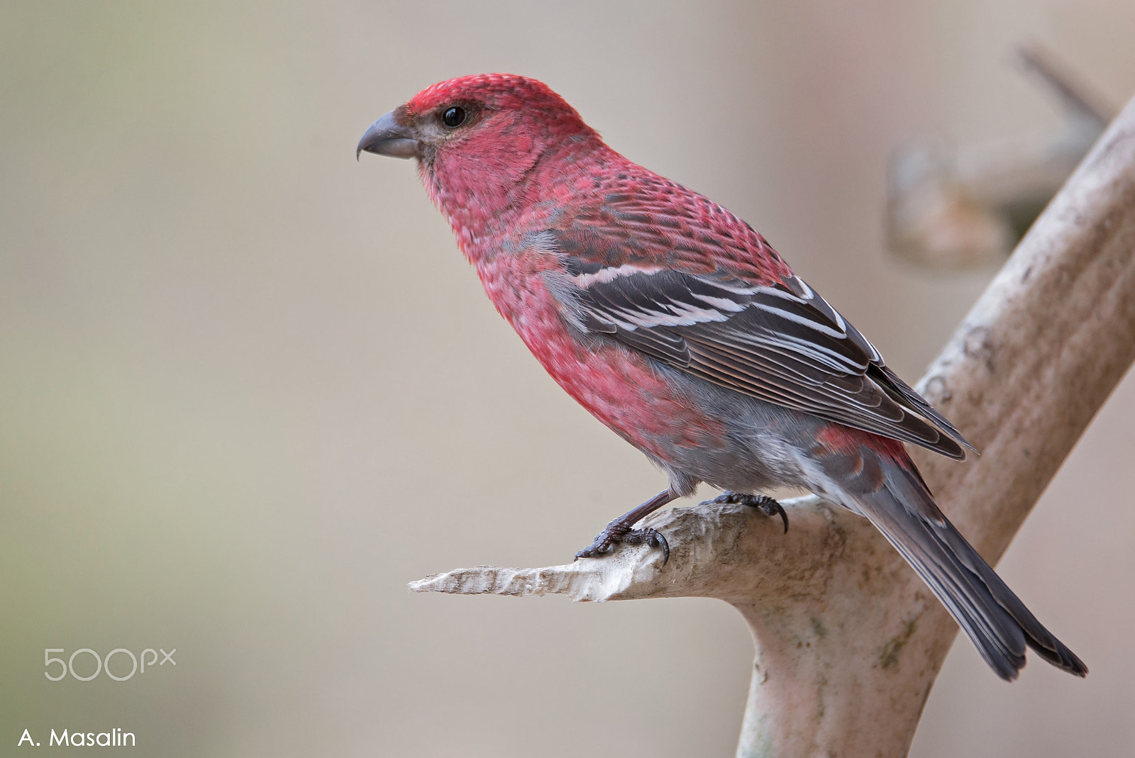 Nikon D600 + Tamron SP 150-600mm F5-6.3 Di VC USD sample photo. Pine grosbeak photography