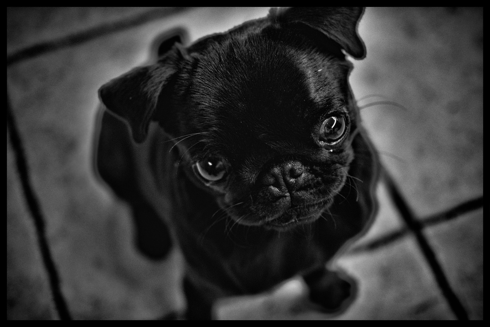 Panasonic Lumix DMC-GH4 + Olympus M.Zuiko Digital 25mm F1.8 sample photo. Last dog photography