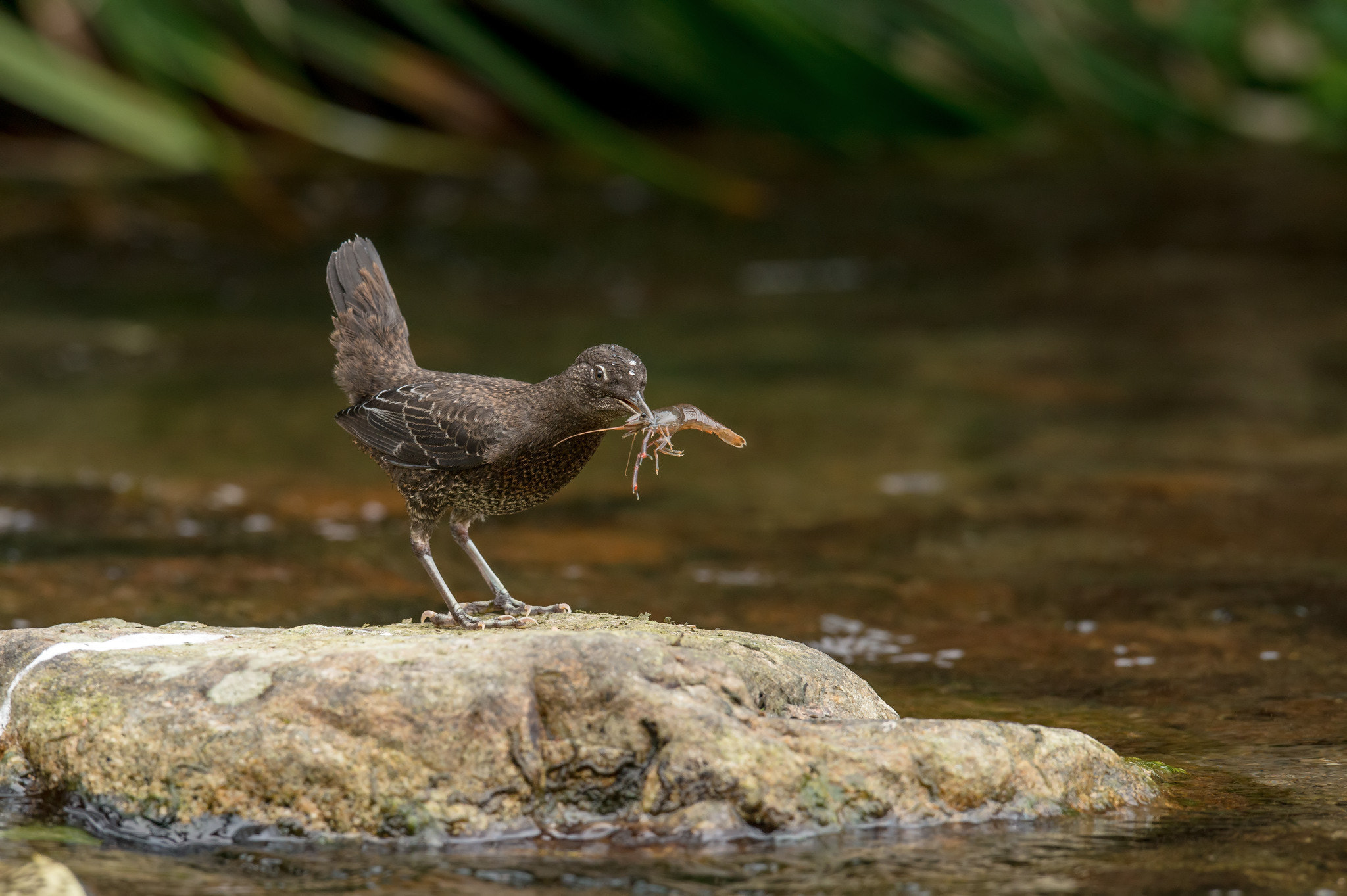 Nikon AF-S Nikkor 400mm F2.8G ED VR II sample photo