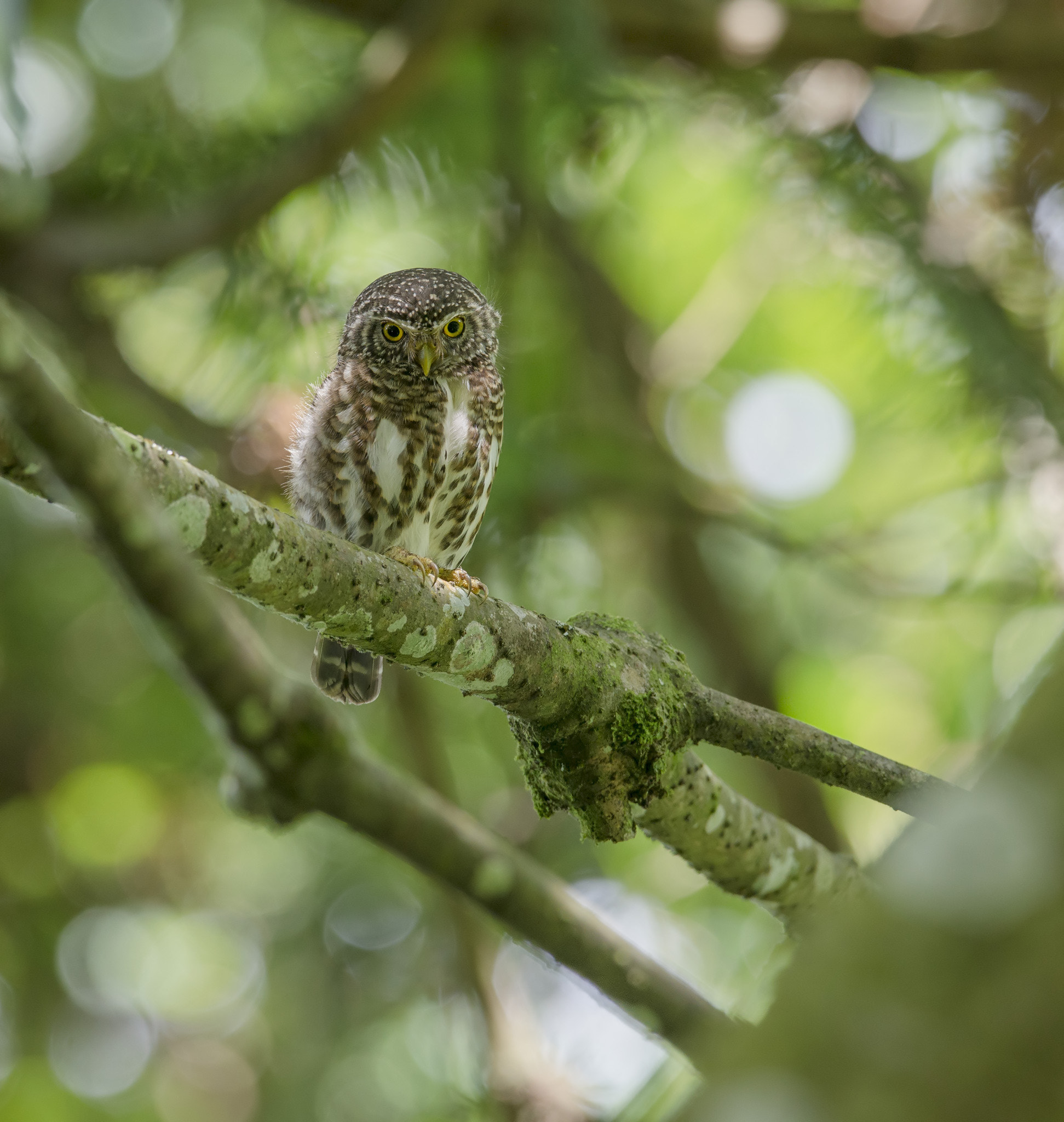 Nikon AF-S Nikkor 400mm F2.8G ED VR II sample photo