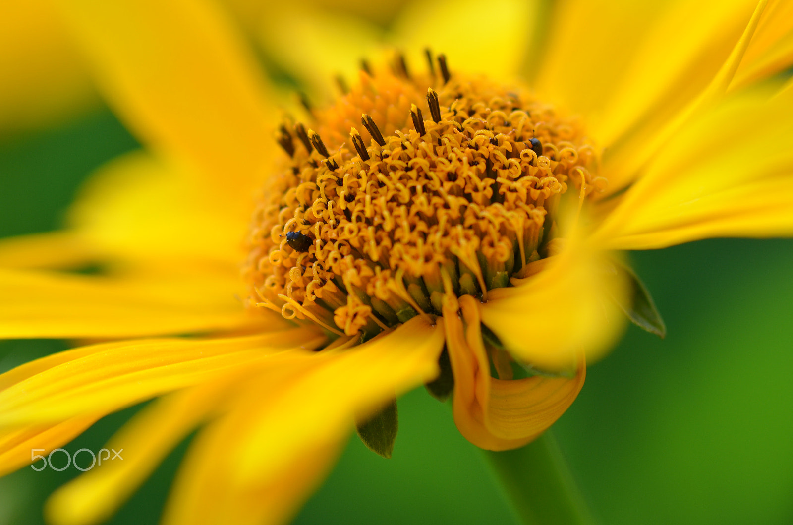 Nikon D7000 + Sigma 105mm F2.8 EX DG Macro sample photo. Yellow sun photography