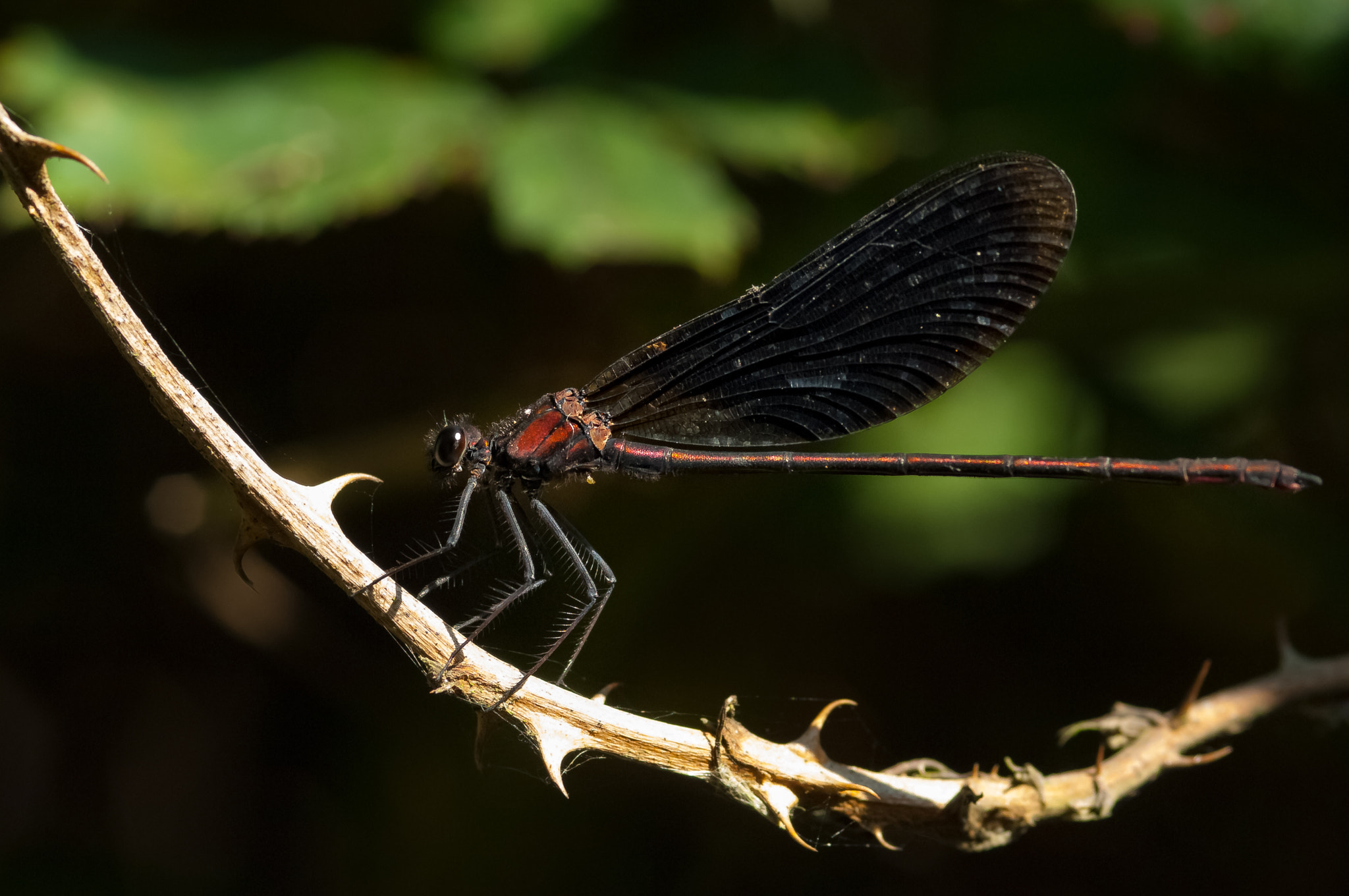 Nikon D2X sample photo. Damselfly photography