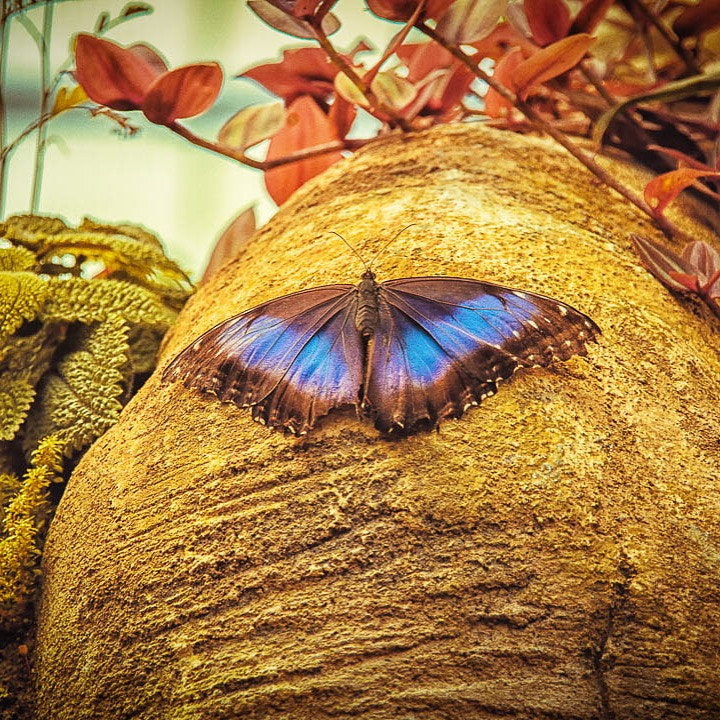 Sigma 18-200mm f/3.5-6.3 DC OS sample photo. Butterfly photography