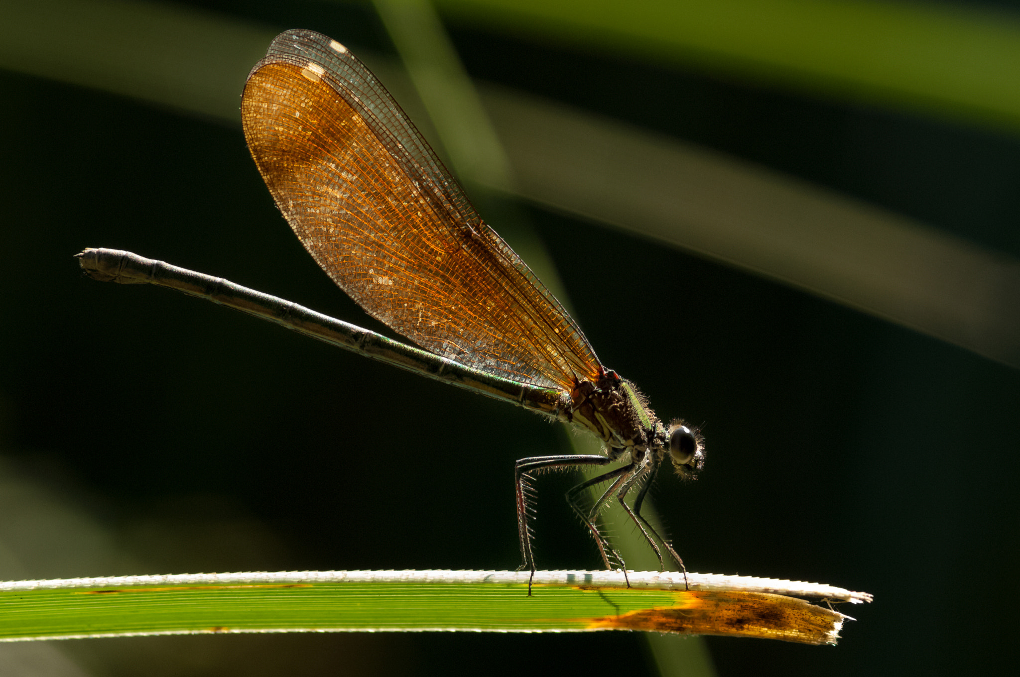 Nikon D2X sample photo. Damselfly photography