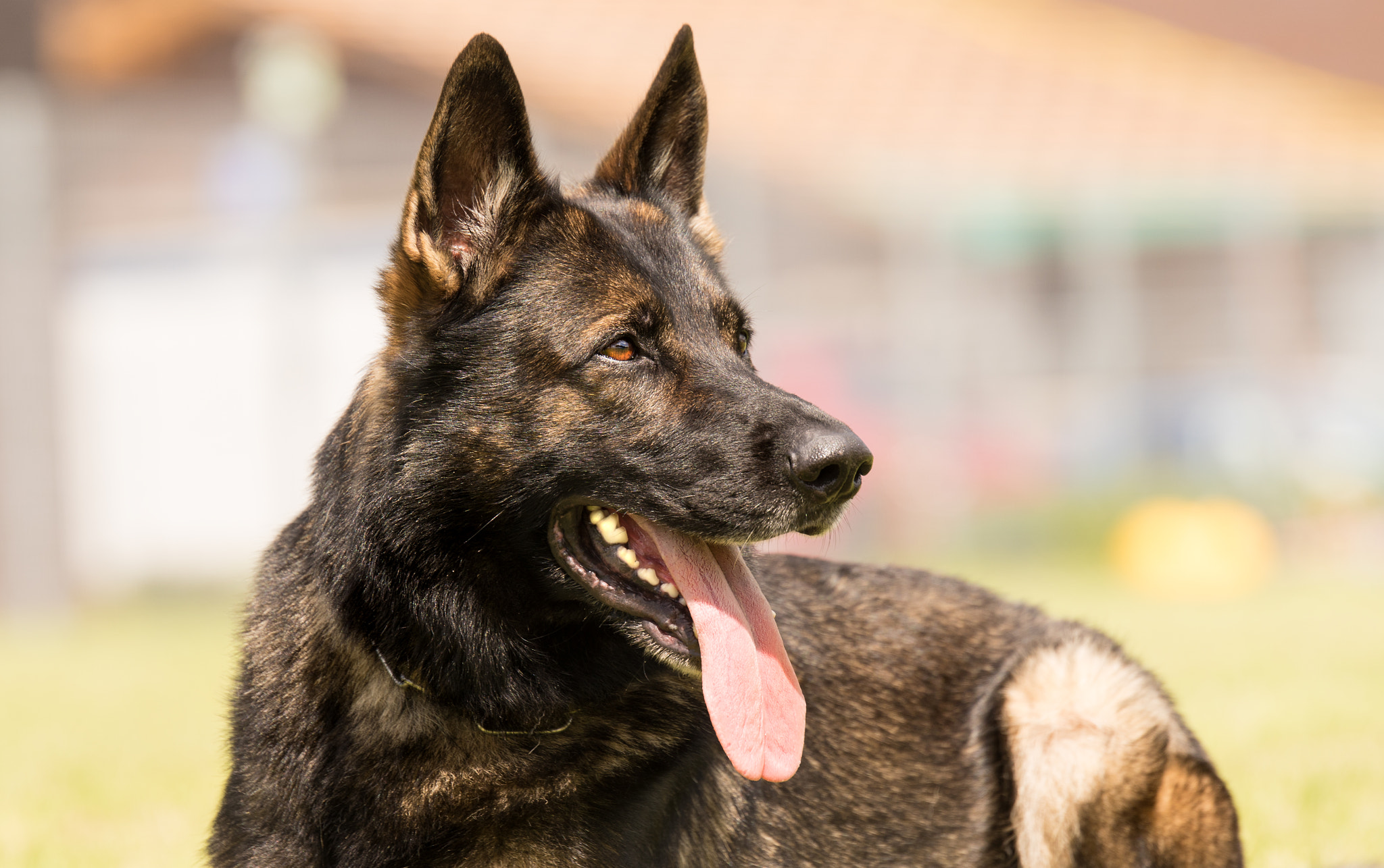 Sony ILCA-77M2 + Tamron SP 70-200mm F2.8 Di VC USD sample photo. Idefix - schäferhund photography