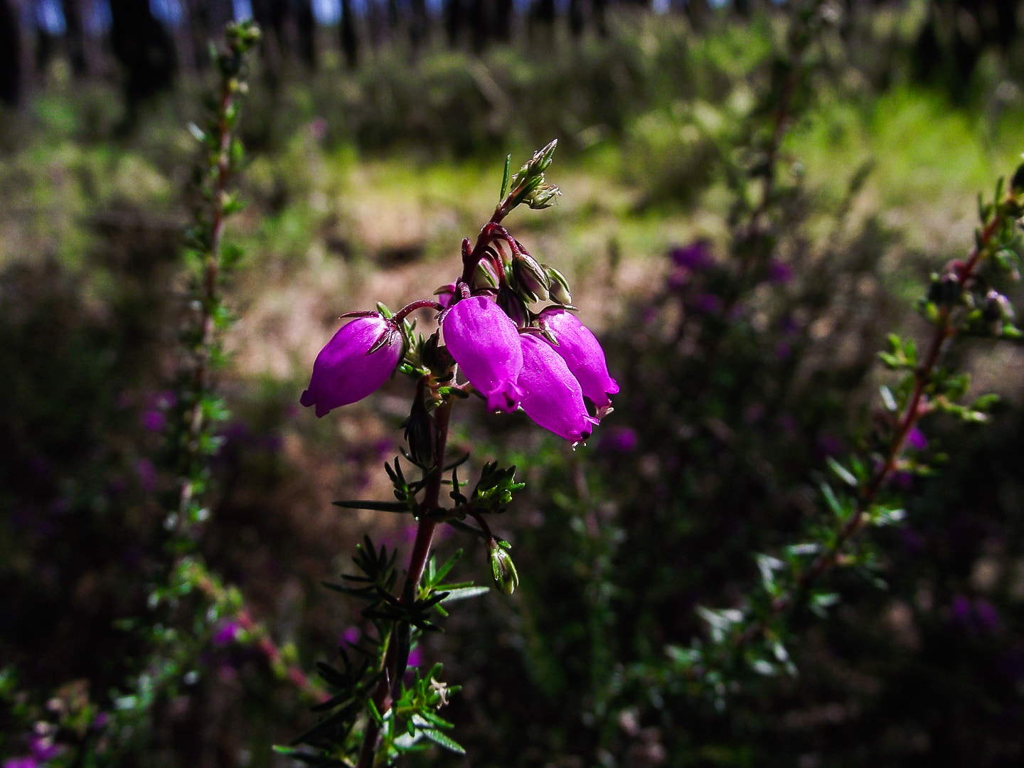 FujiFilm FinePix S1600 (FinePix S1770) sample photo. Lampranthus photography