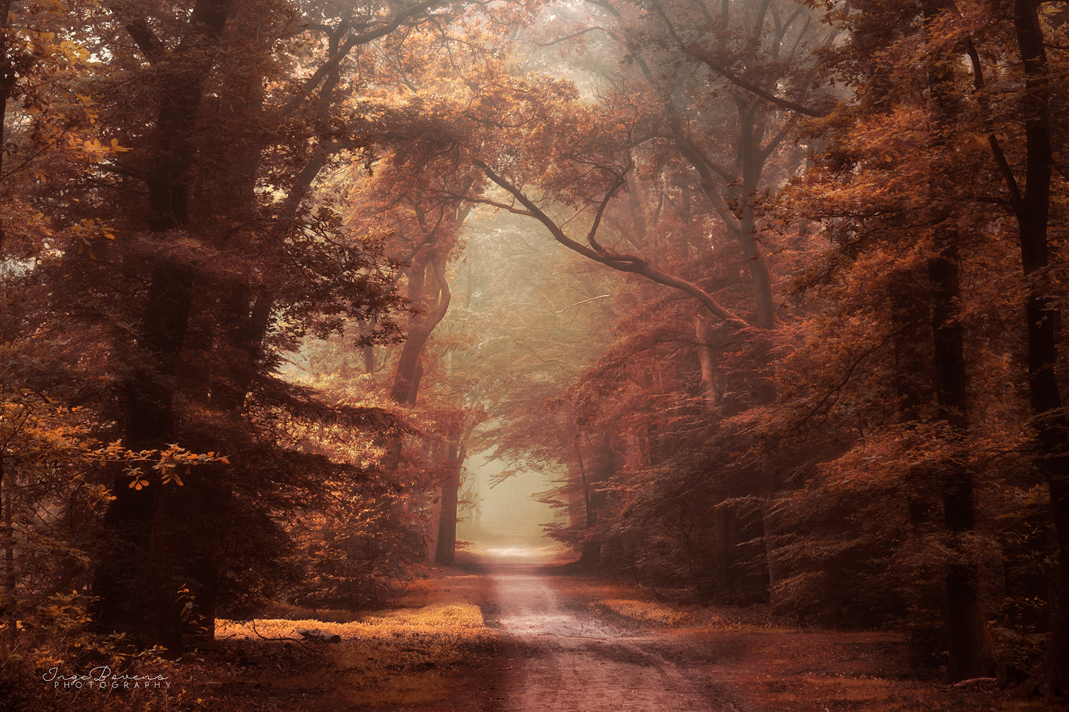 Nikon D3100 sample photo. Forest on fire. photography