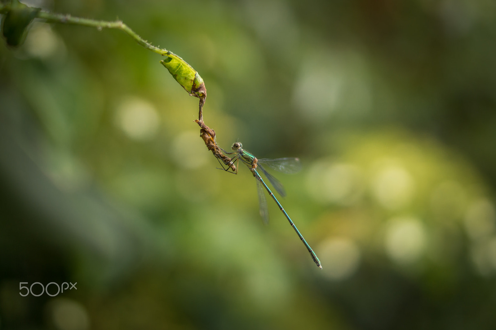 Sony SLT-A65 (SLT-A65V) + Sony DT 35mm F1.8 SAM sample photo. Dragonfly 2 photography