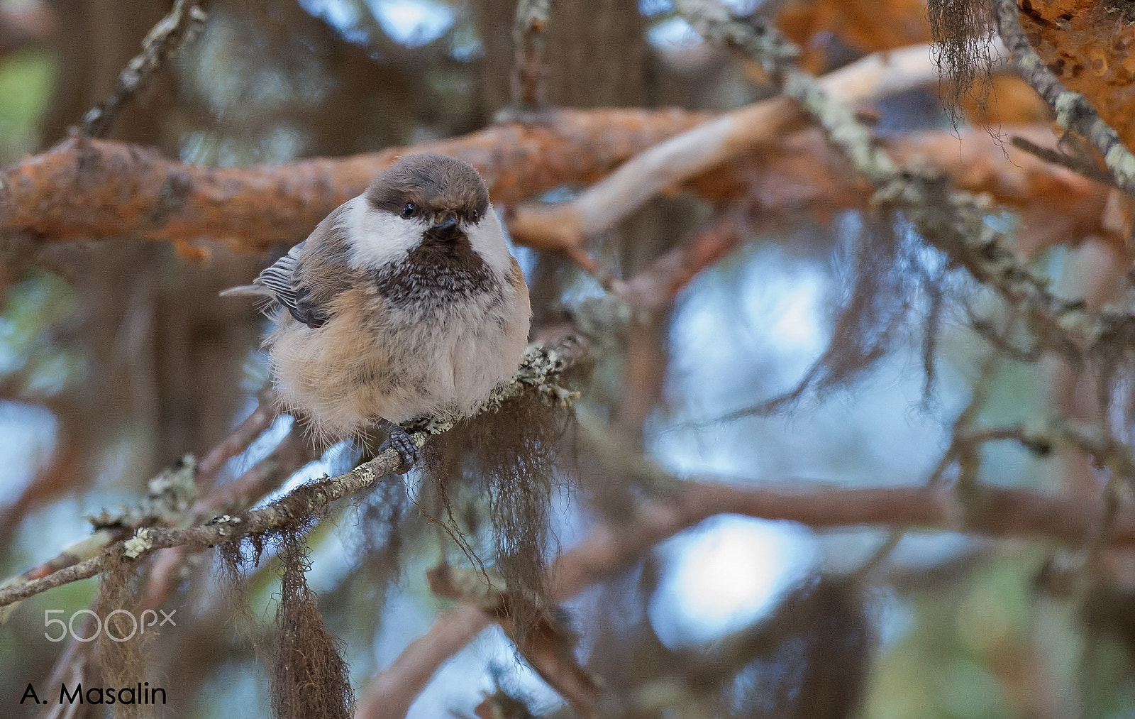 Nikon D600 sample photo. Siberian tit photography