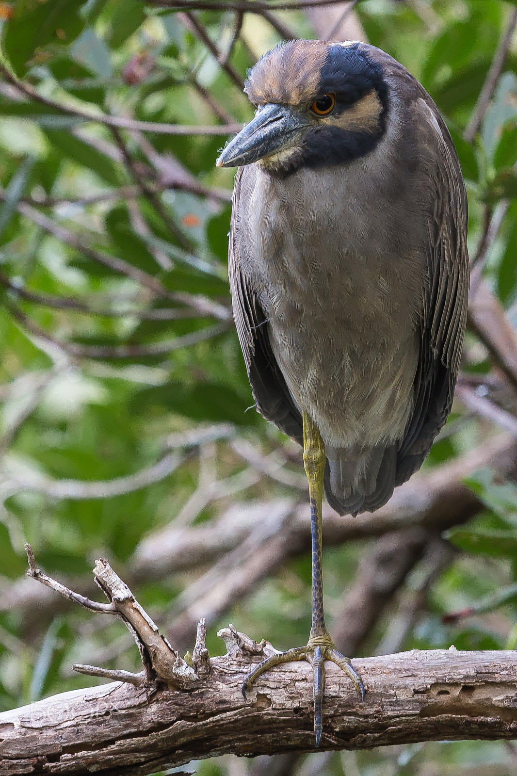 Canon EF 100-400mm F4.5-5.6L IS USM sample photo. Black-crowned night heron on indigo trail photography