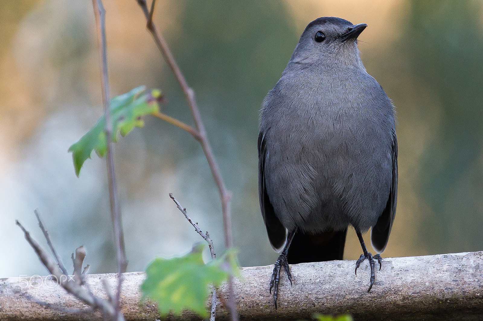 Canon EF 100-400mm F4.5-5.6L IS USM sample photo. Gray catbird in corkscrew sanctuary, florida photography