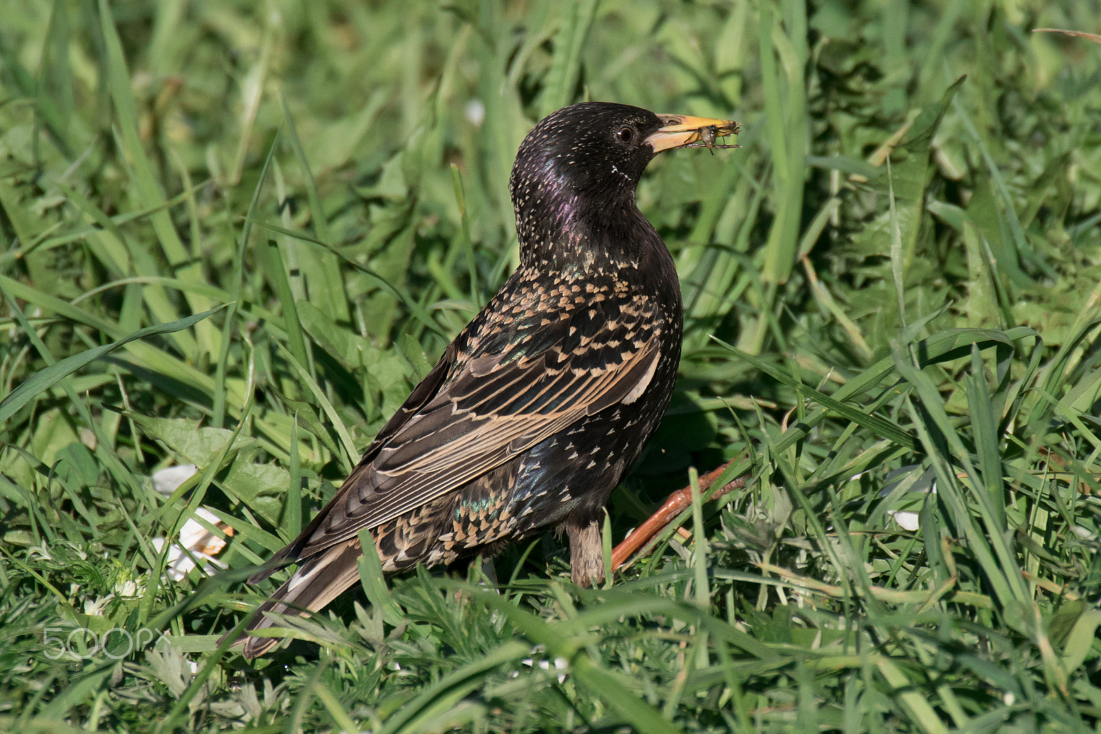 Canon EOS 7D Mark II + Sigma 50-500mm F4.5-6.3 DG OS HSM sample photo. Starling collecting fresh worms for his chicken photography