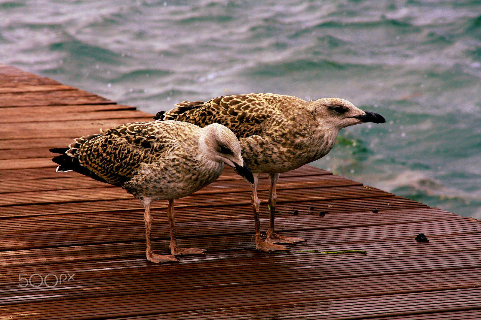 Canon EOS 400D (EOS Digital Rebel XTi / EOS Kiss Digital X) sample photo. Seagulls photography