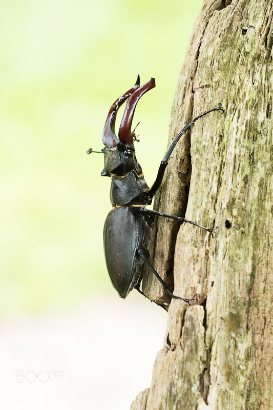 Sony ILCA-77M2 + Sony 100mm F2.8 Macro sample photo. Lucanus cervus photography