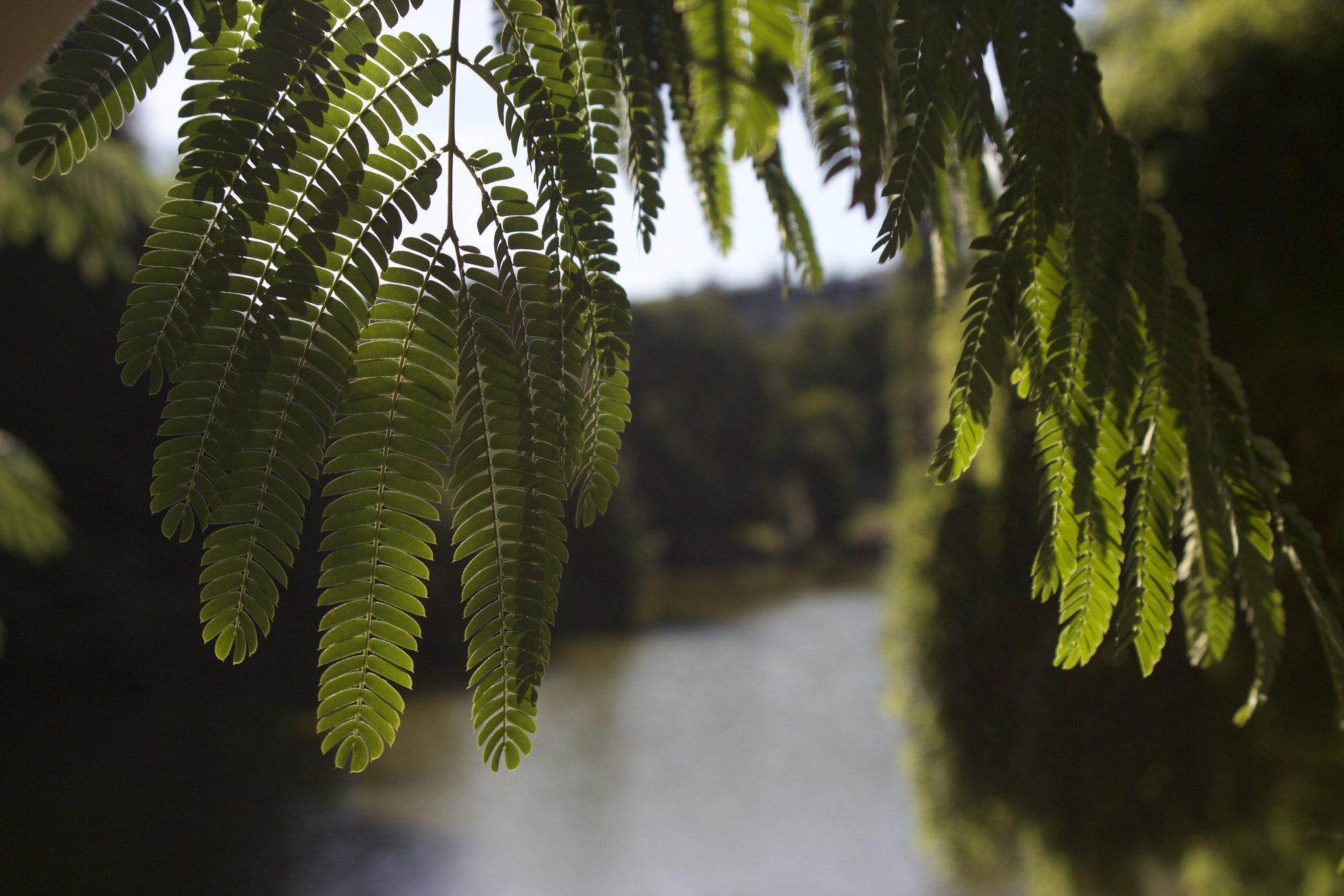 Canon EF 28-80mm f/2.8-4L sample photo. Leaves and sun (by my love) photography