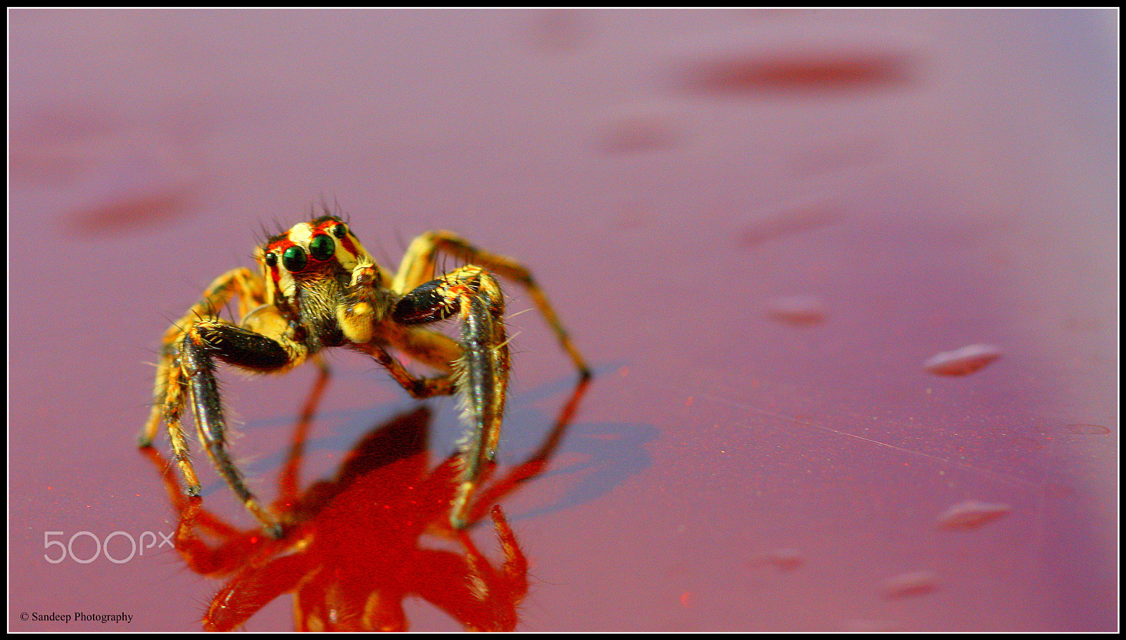 Canon EOS 450D (EOS Rebel XSi / EOS Kiss X2) + Tamron SP AF 90mm F2.8 Di Macro sample photo. Spider macro photography