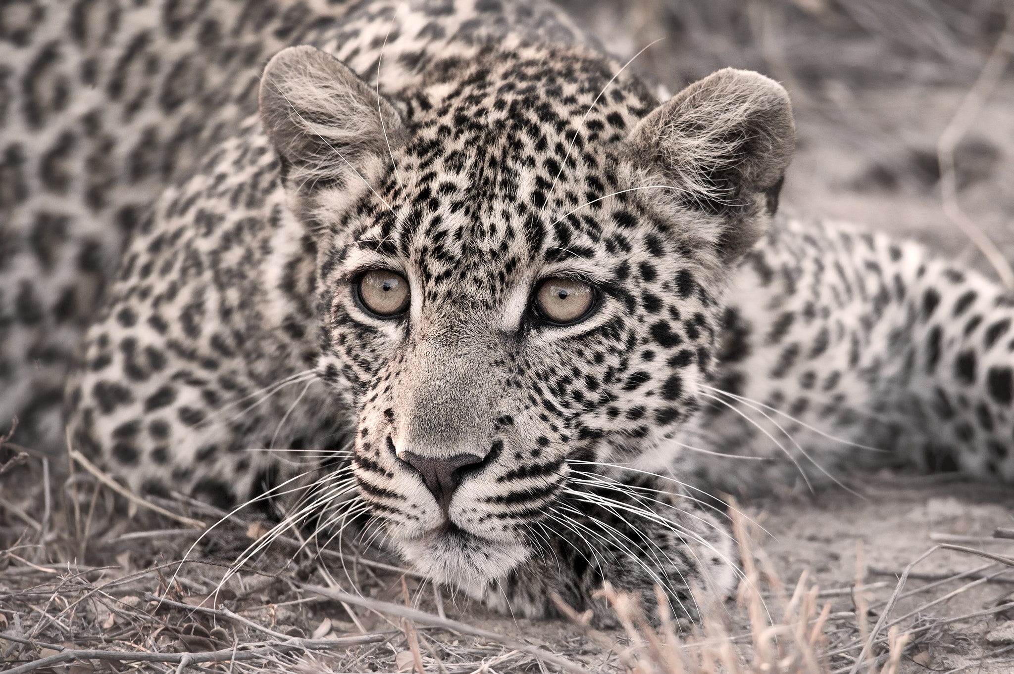 Sigma 150-600mm F5-6.3 DG OS HSM | S sample photo. Sepia leopard photography