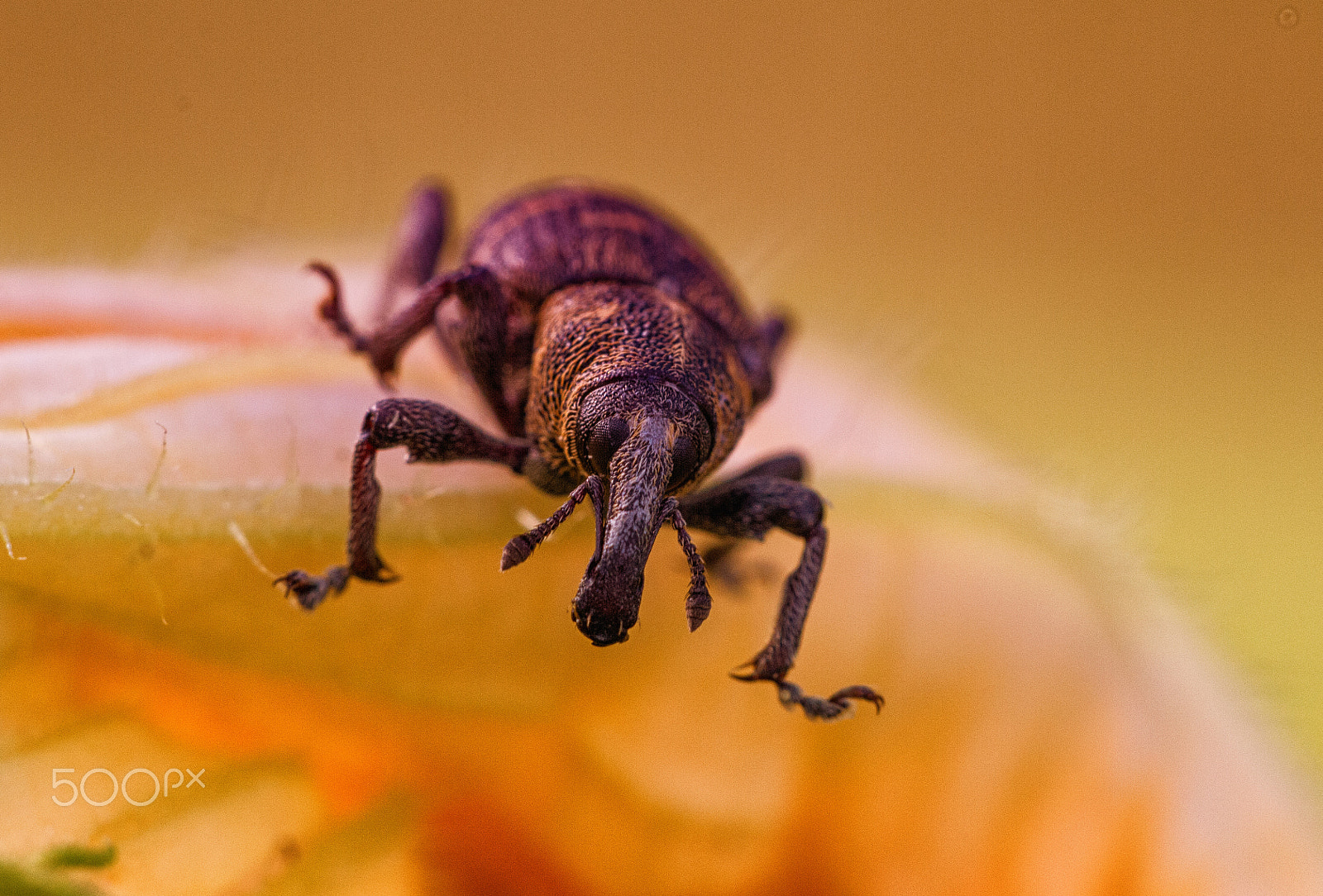Sigma APO Macro 150mm f/2.8 EX DG HSM sample photo. The look photography
