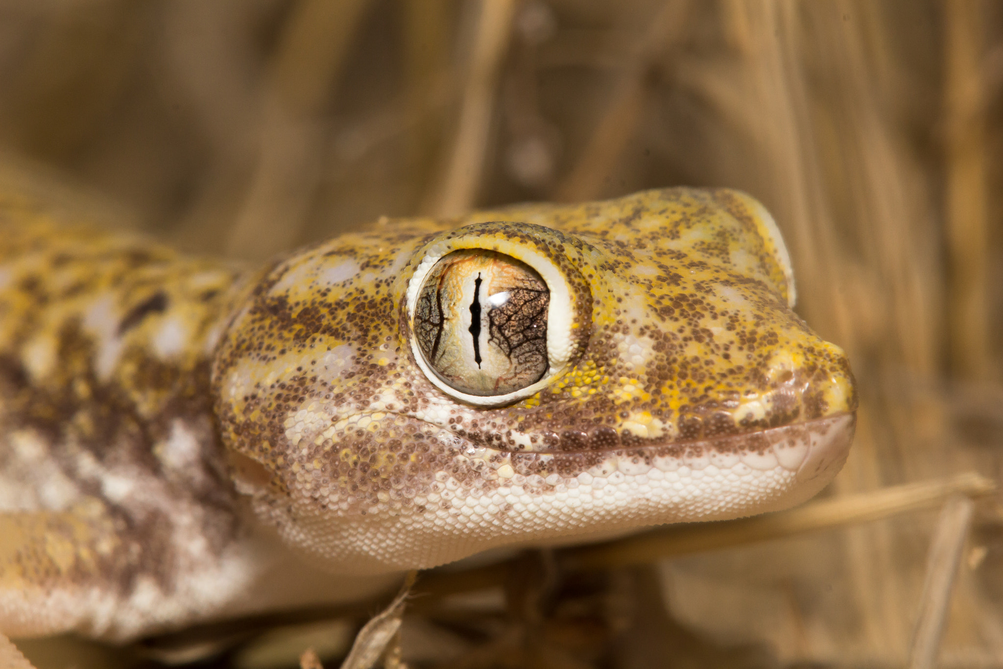 Tamron SP AF 180mm F3.5 Di LD (IF) Macro sample photo. Stenodactylus petrii photography