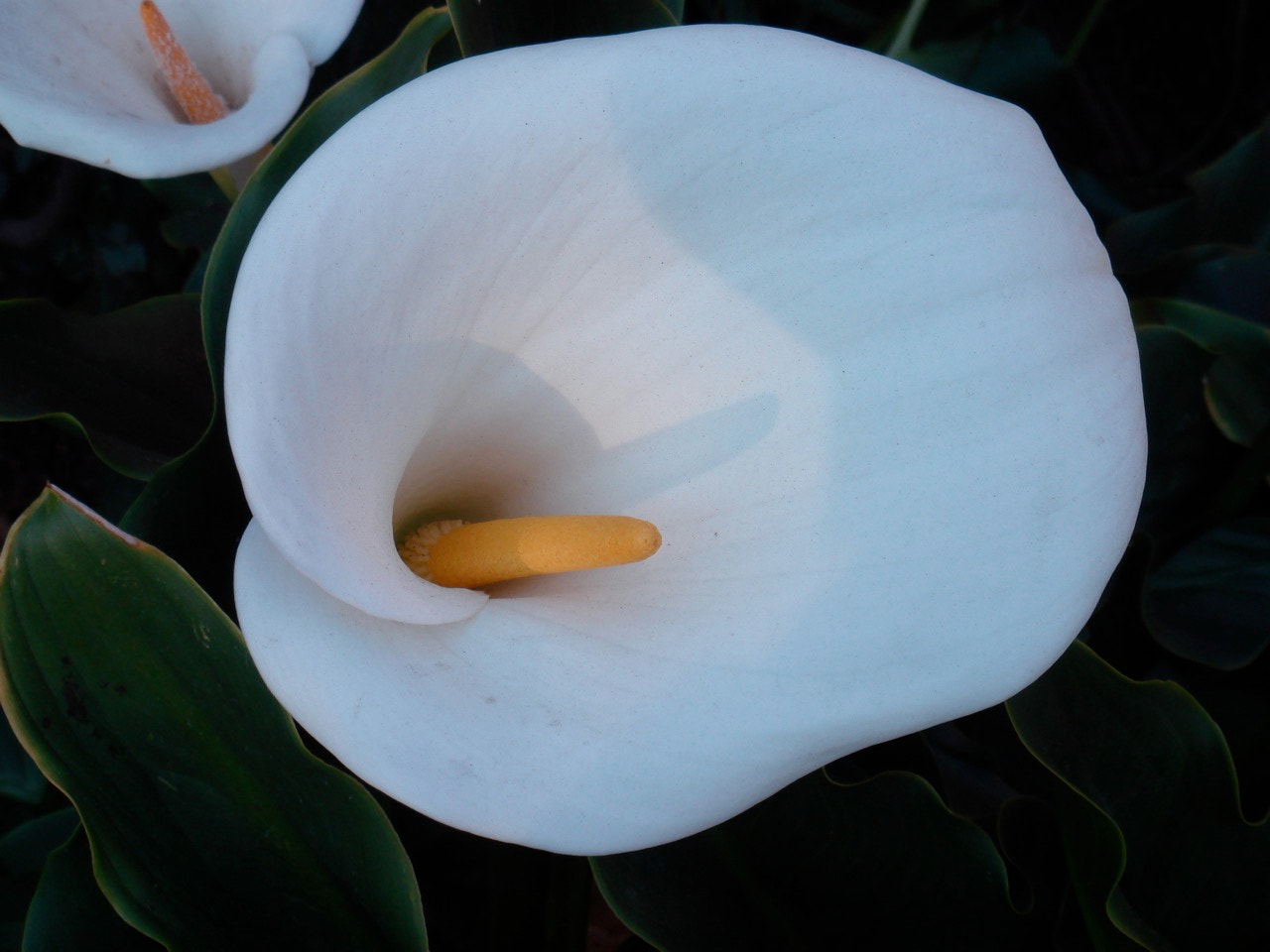 Sony DSC-T30 sample photo. Cala lilly closeup photography