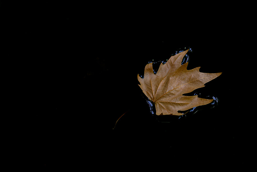 Pentax K20D + smc PENTAX-FA Macro 100mm F2.8 sample photo. Leaf photography