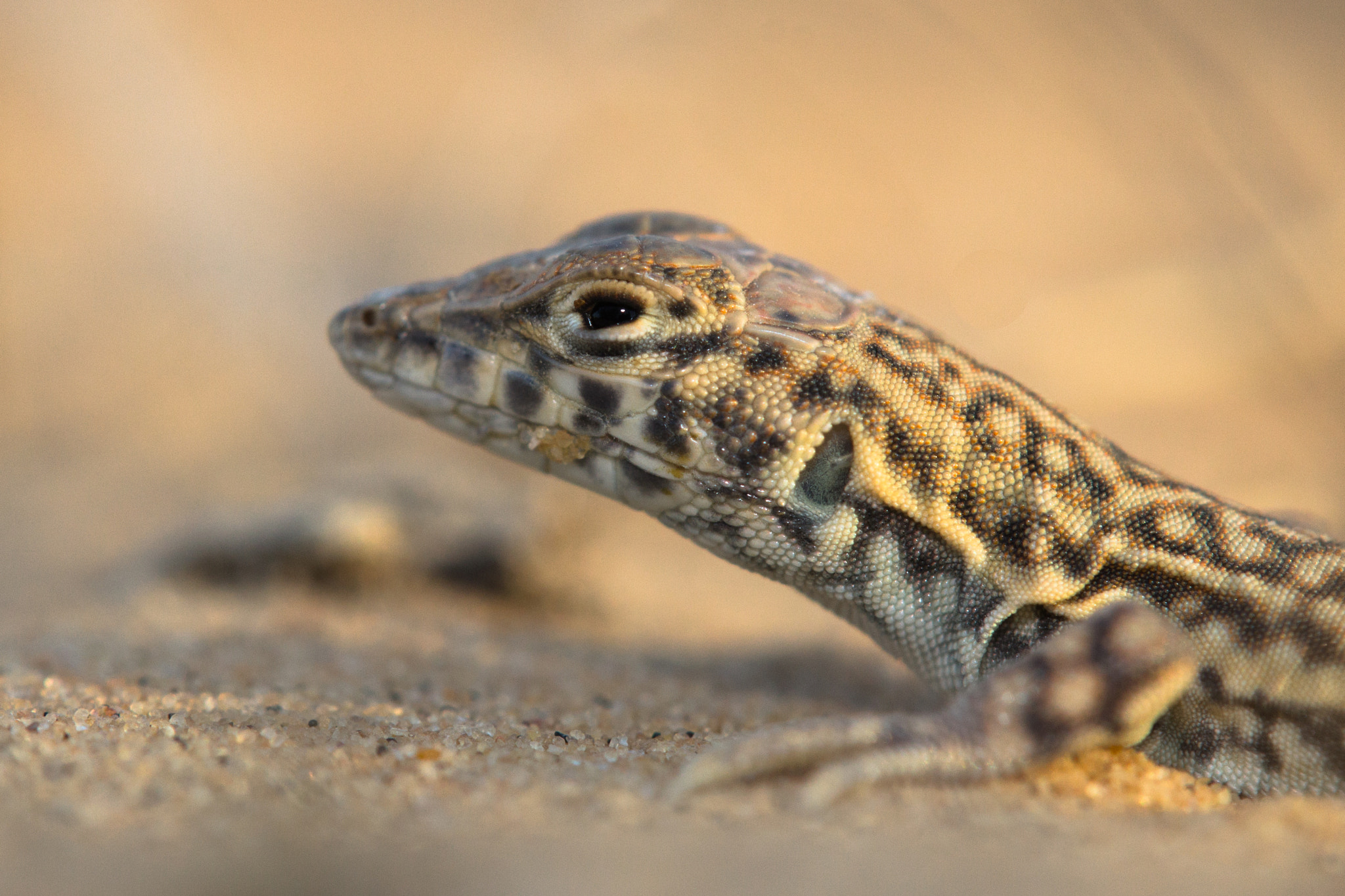 Tamron SP AF 180mm F3.5 Di LD (IF) Macro sample photo. Acanthodactylus scutellatus photography