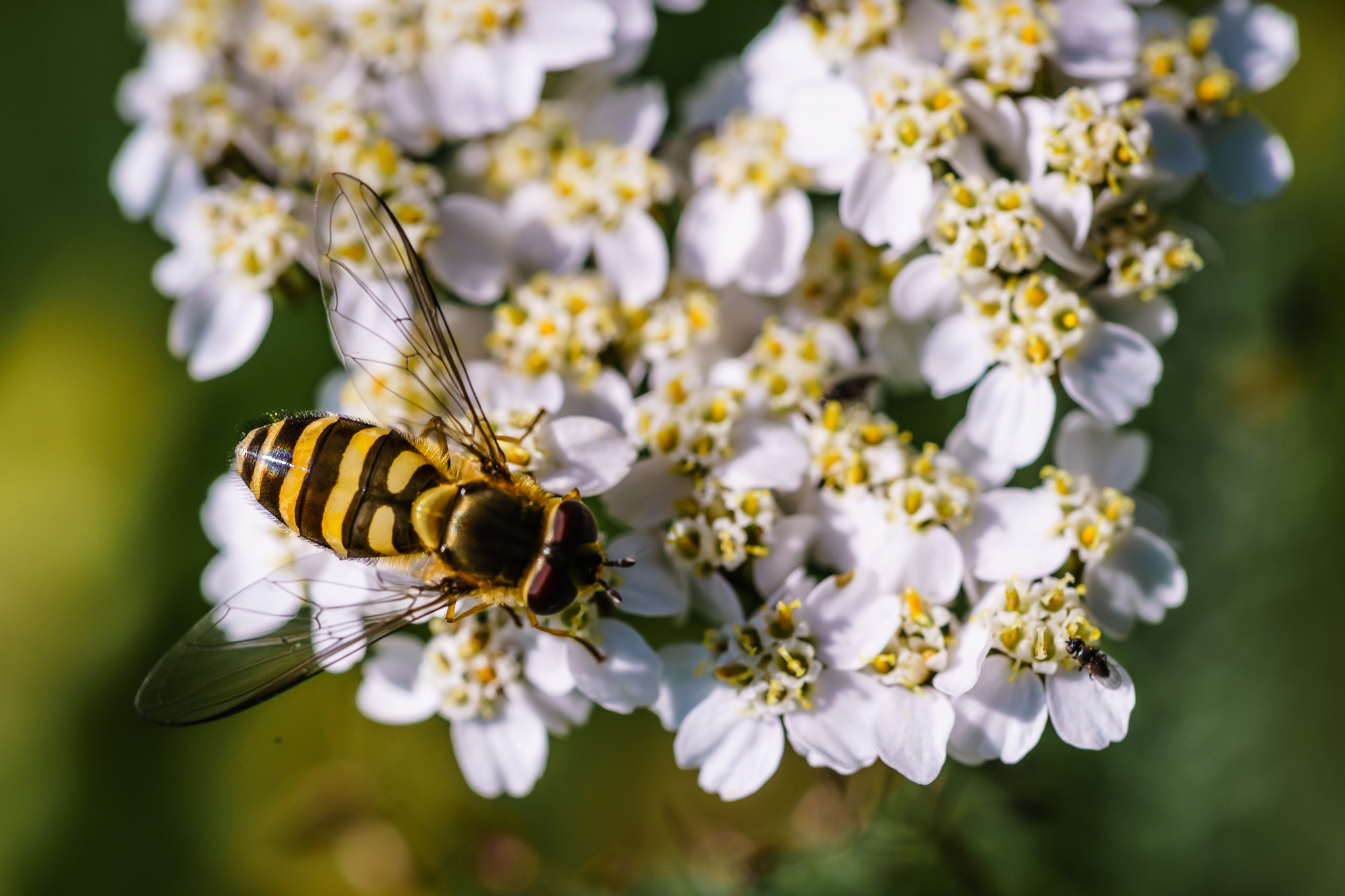 Sony a7 + Sony 70-400mm F4-5.6 G SSM sample photo. Hoverfly photography