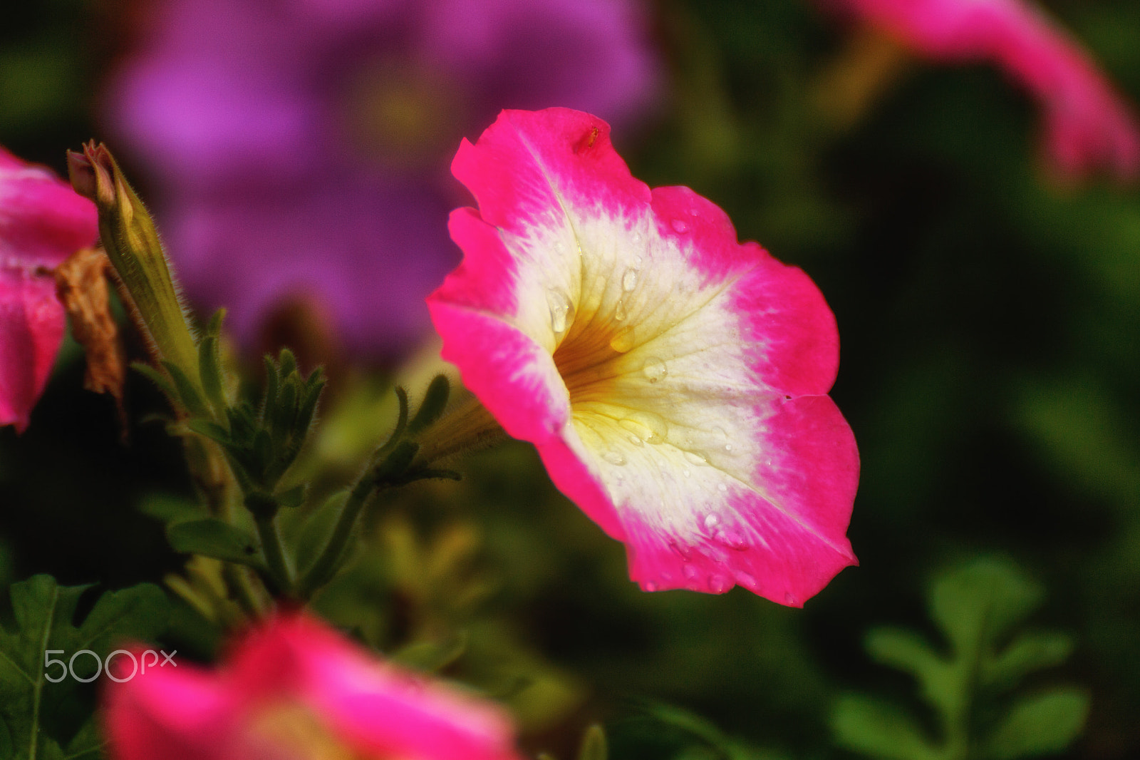 Tamron SP 35mm F1.8 Di VC USD sample photo. Pink flower photography