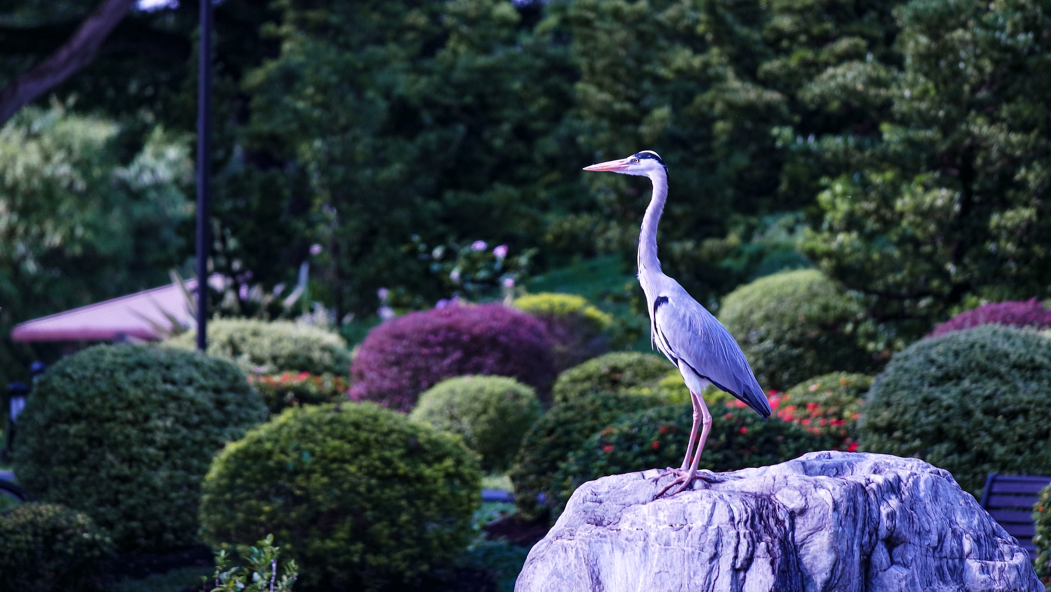 Samsung NX3000 + NX 50-200mm F4-5.6 sample photo. Sometimes people just want to fly away to somewhere far. photography