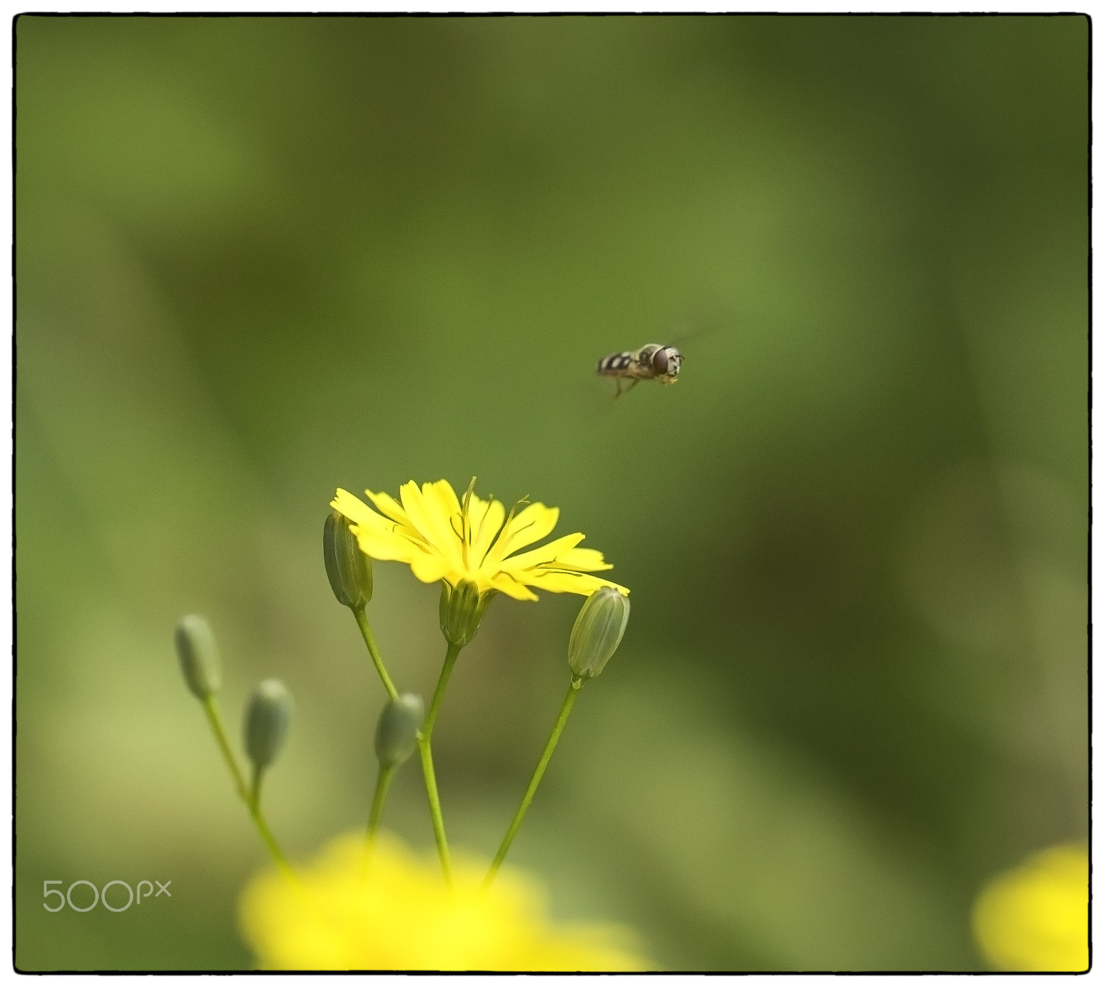 Canon EF 100mm F2.8L Macro IS USM sample photo. Hover-fly photography