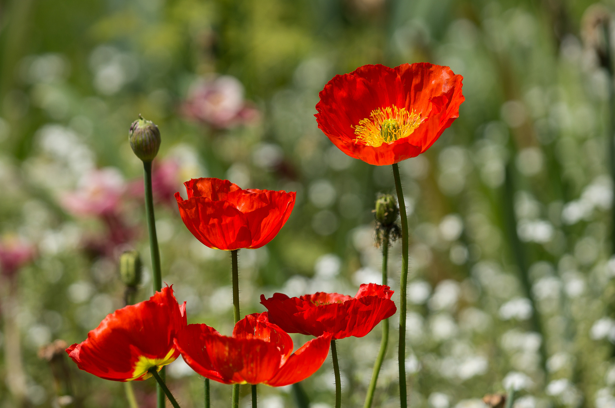 Tamron 18-270mm F3.5-6.3 Di II PZD sample photo. Coquelicots photography